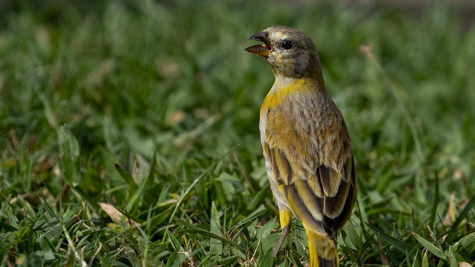 Acadian Flycatcher