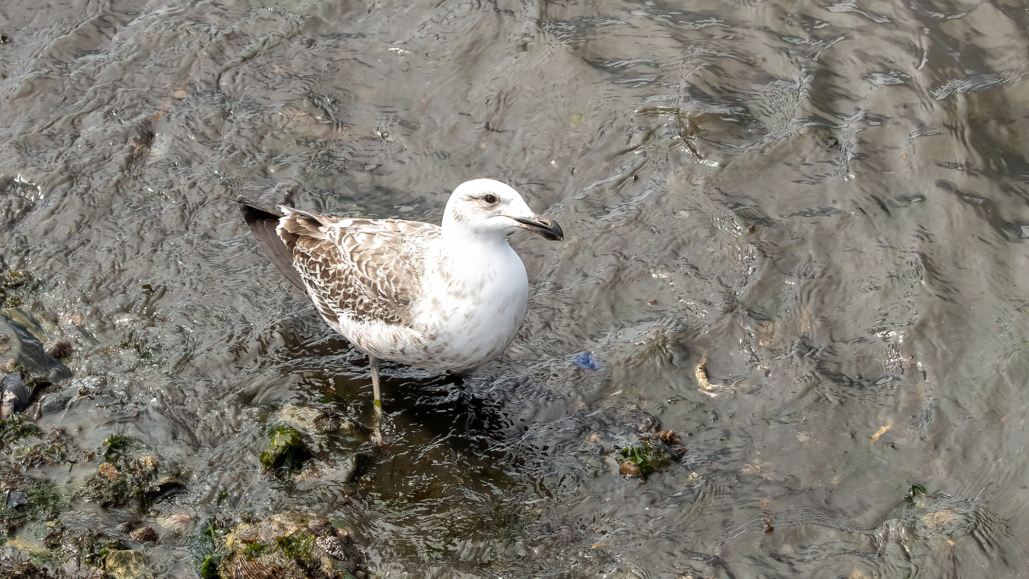Sanderling