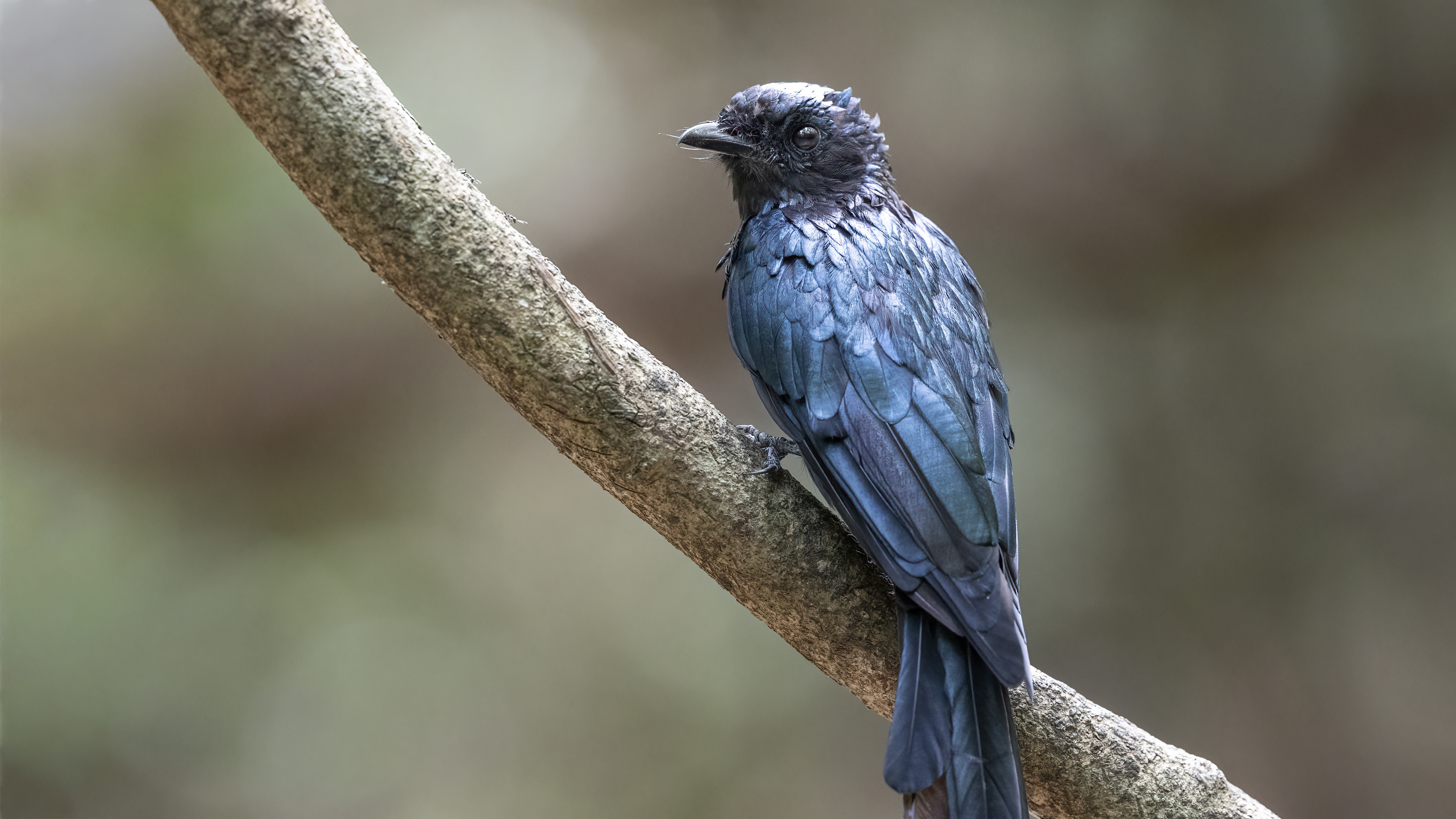 Black Drongo