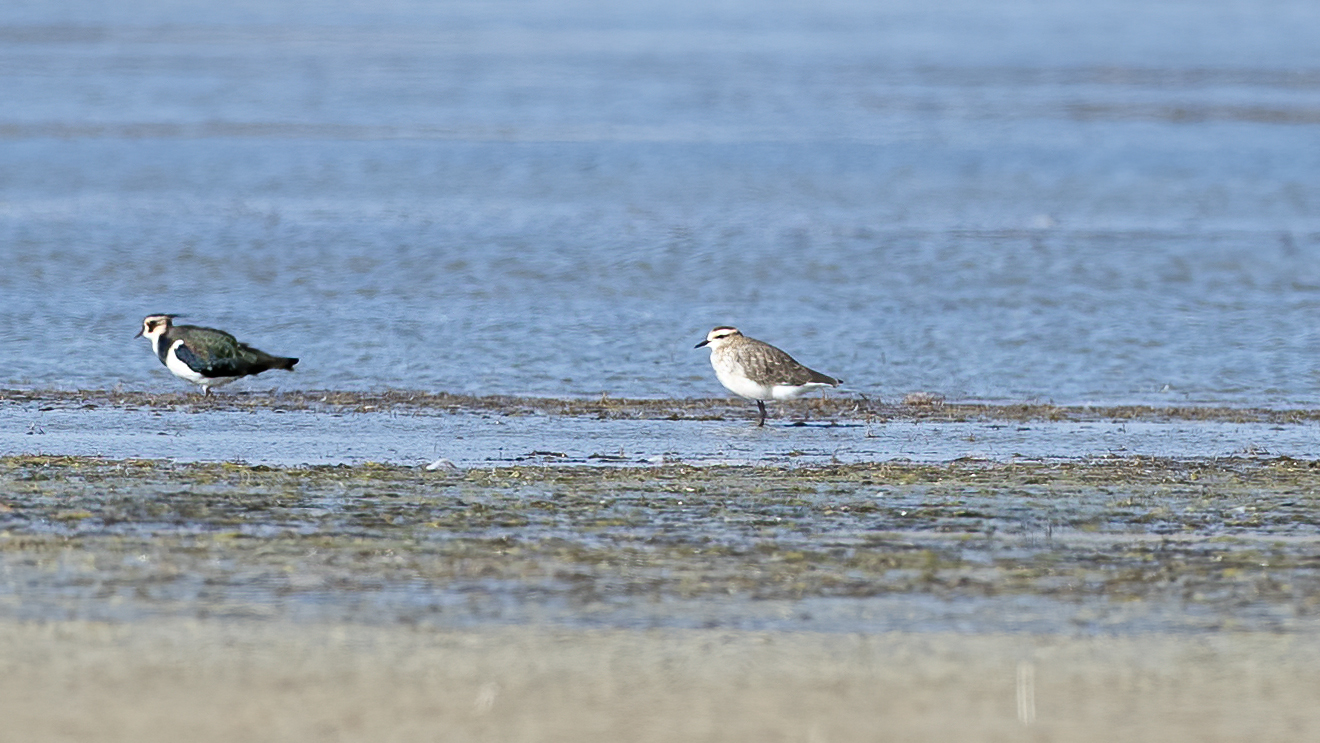 Sociable Lapwing — Ana fotoğraf