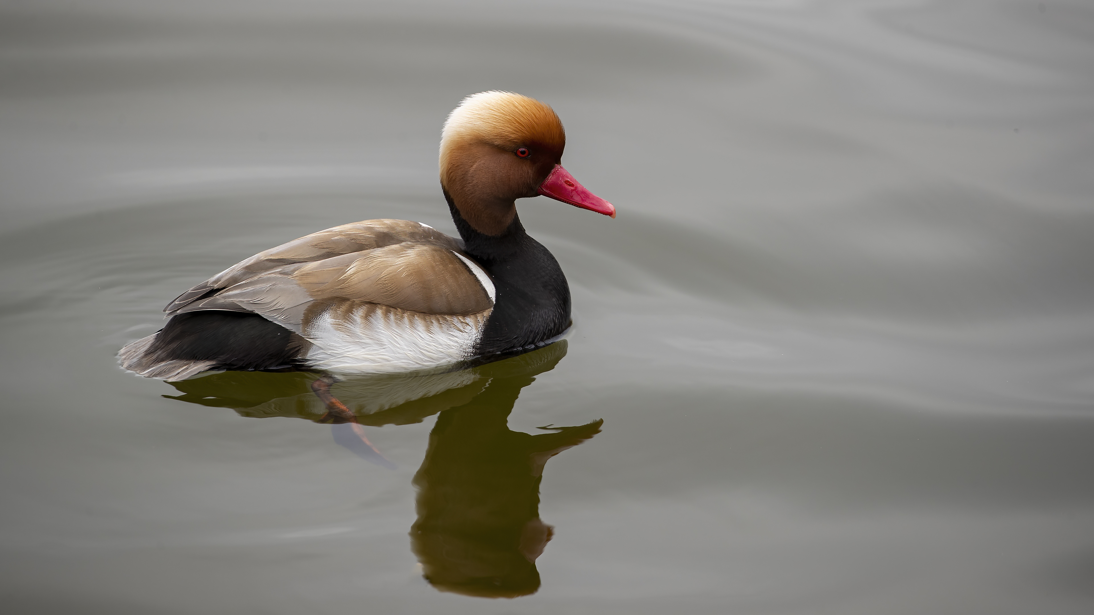 Red-crested Pochard