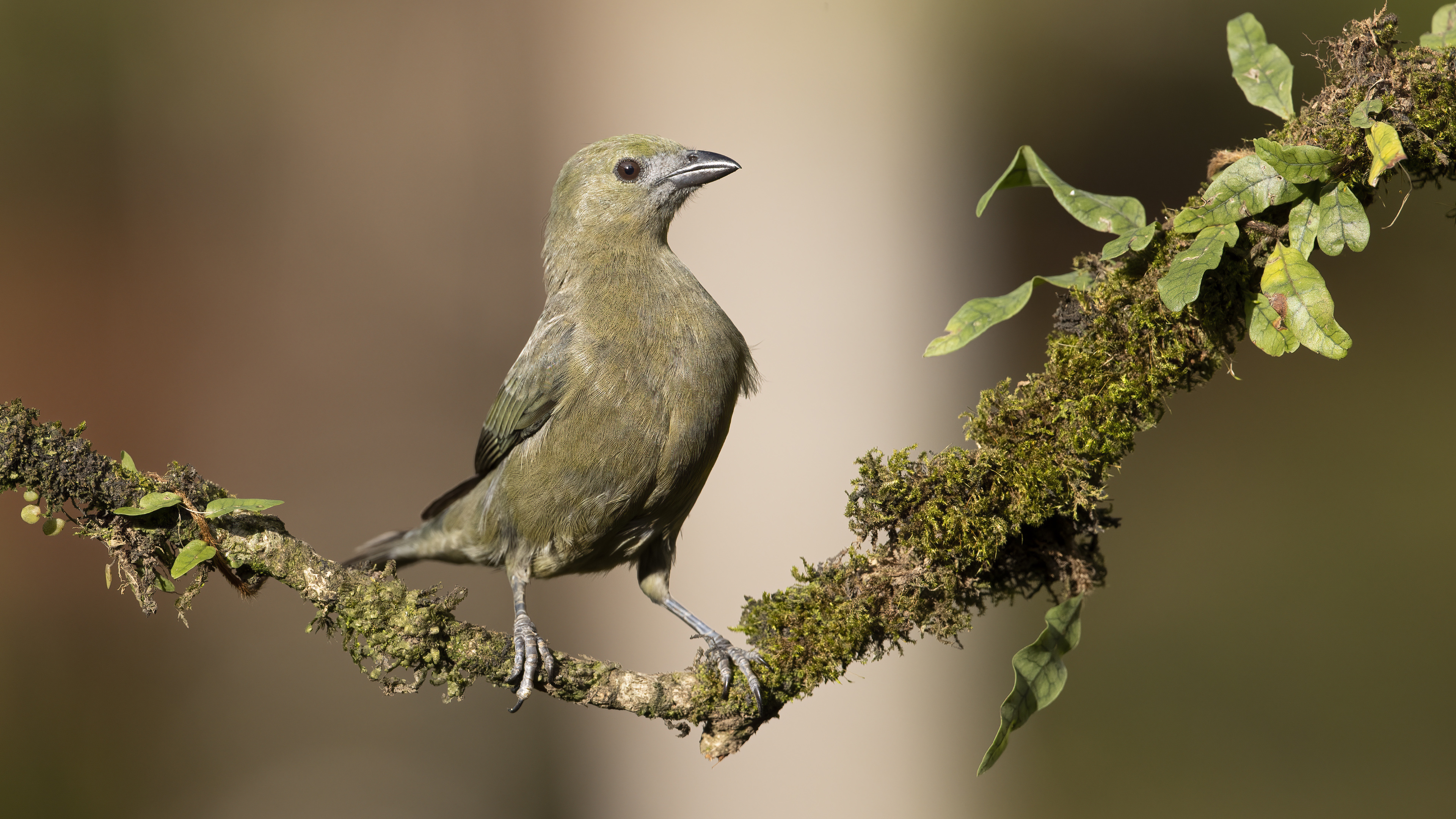 Palm Tanager