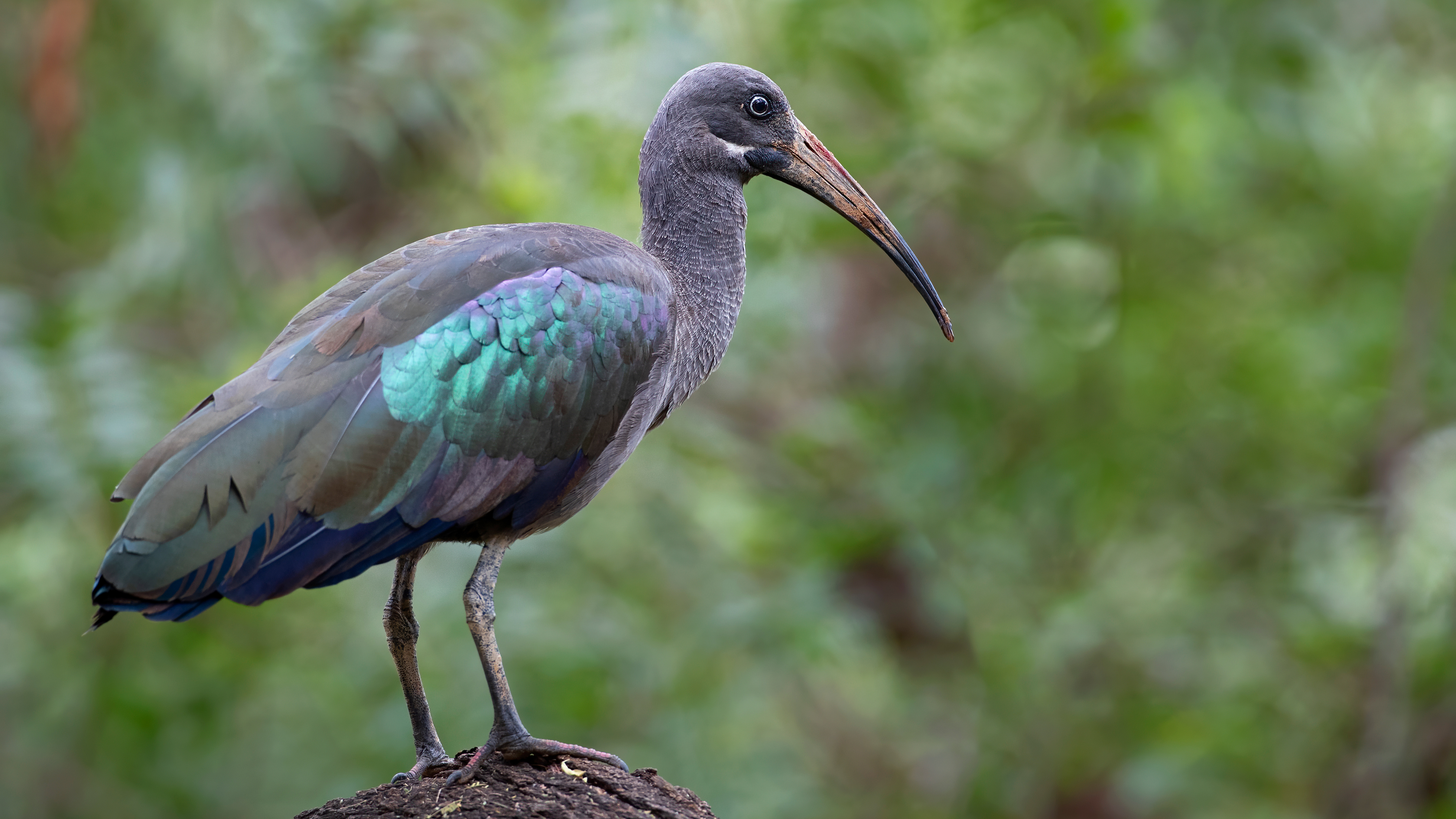 Hadada Ibis