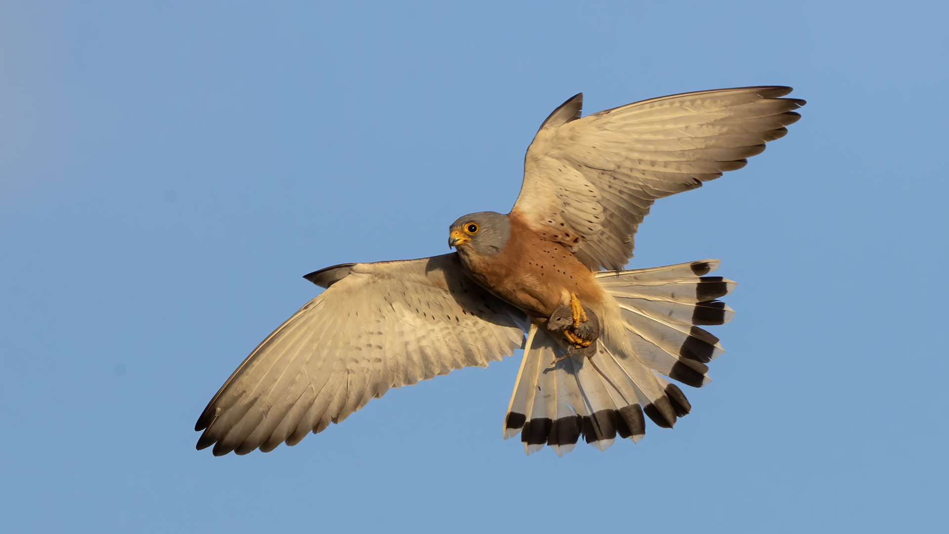 Lesser Kestrel