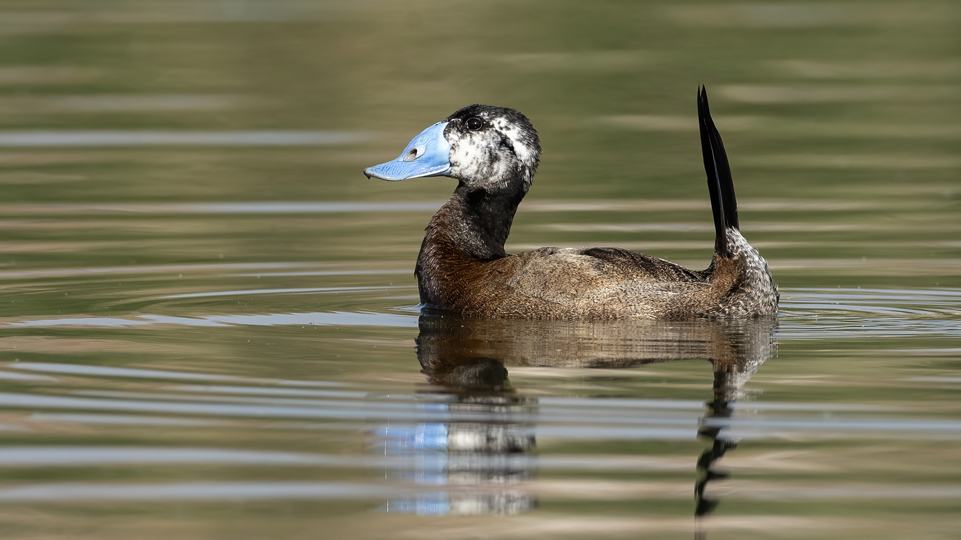 White-headed Duck — Ana fotoğraf