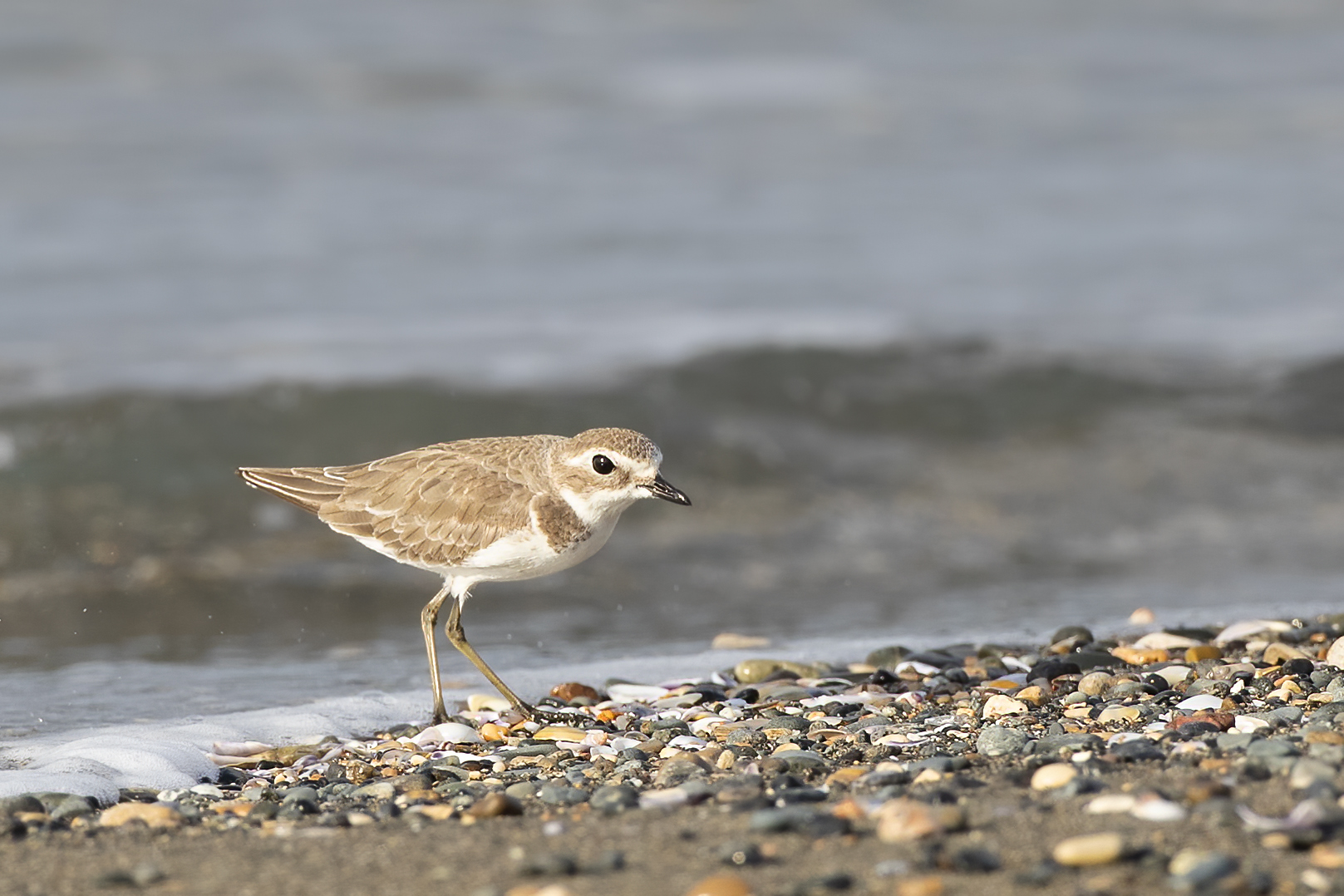 Lesser Sand-Plover