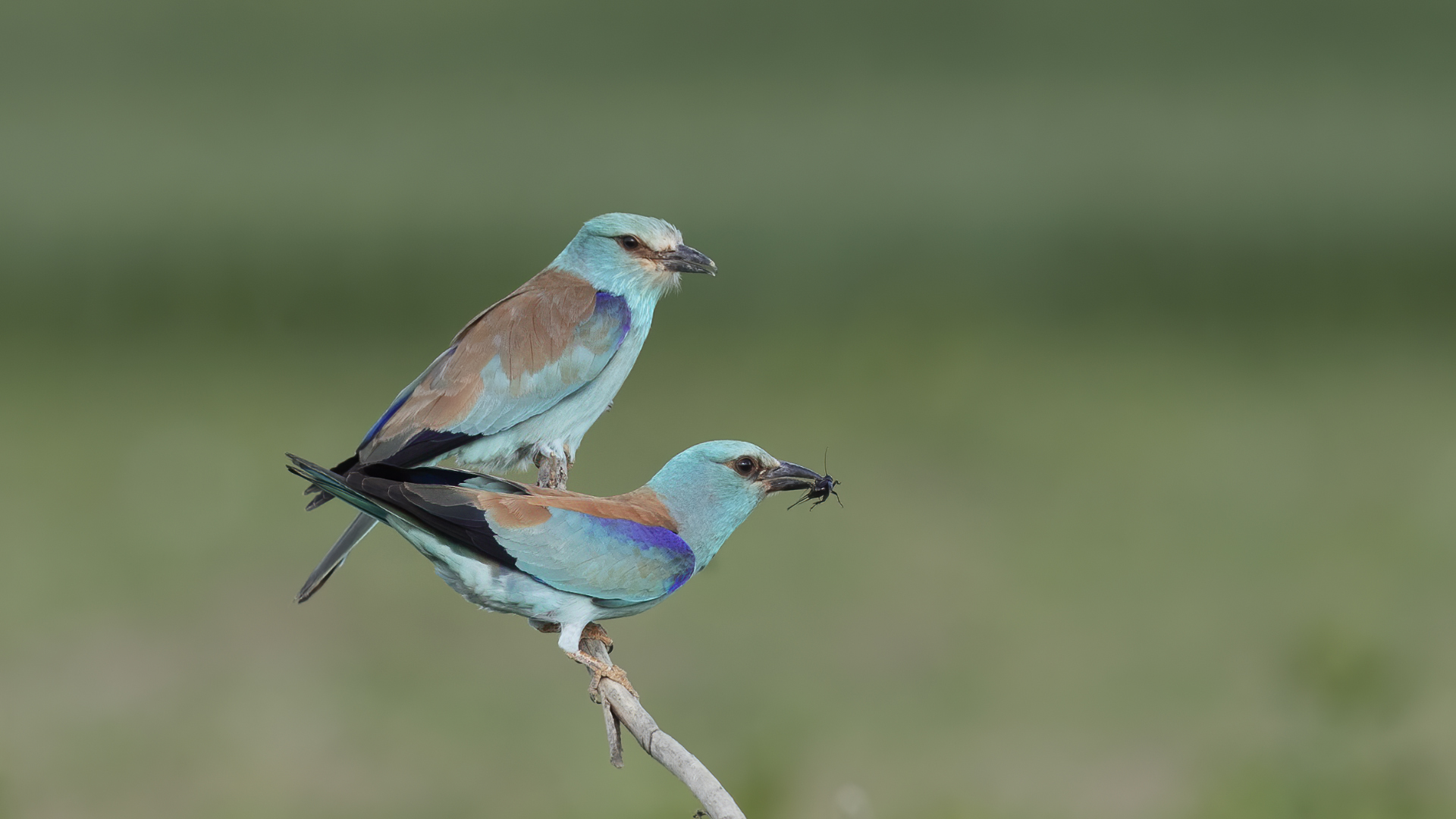European Roller