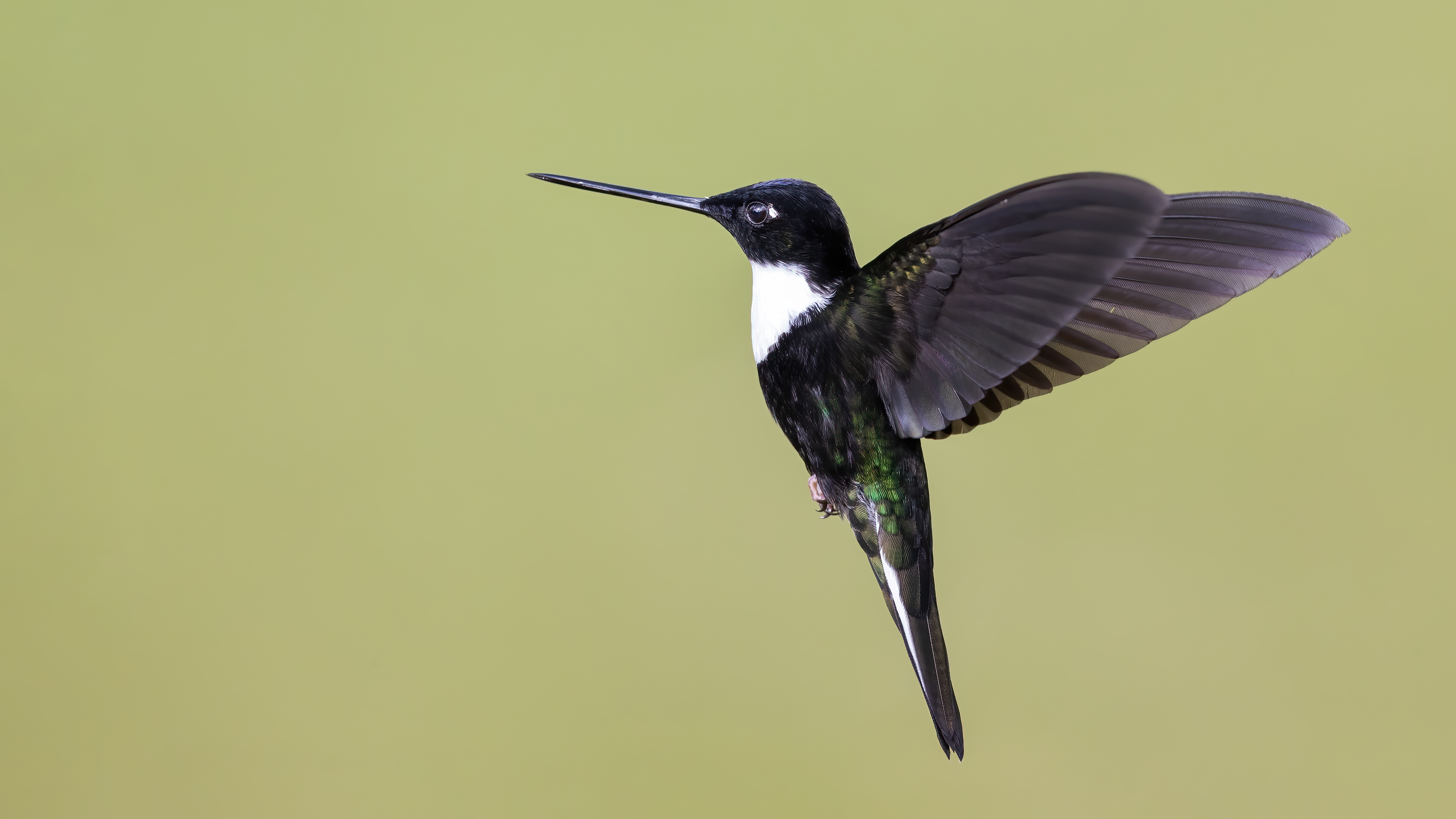 Collared Inca
