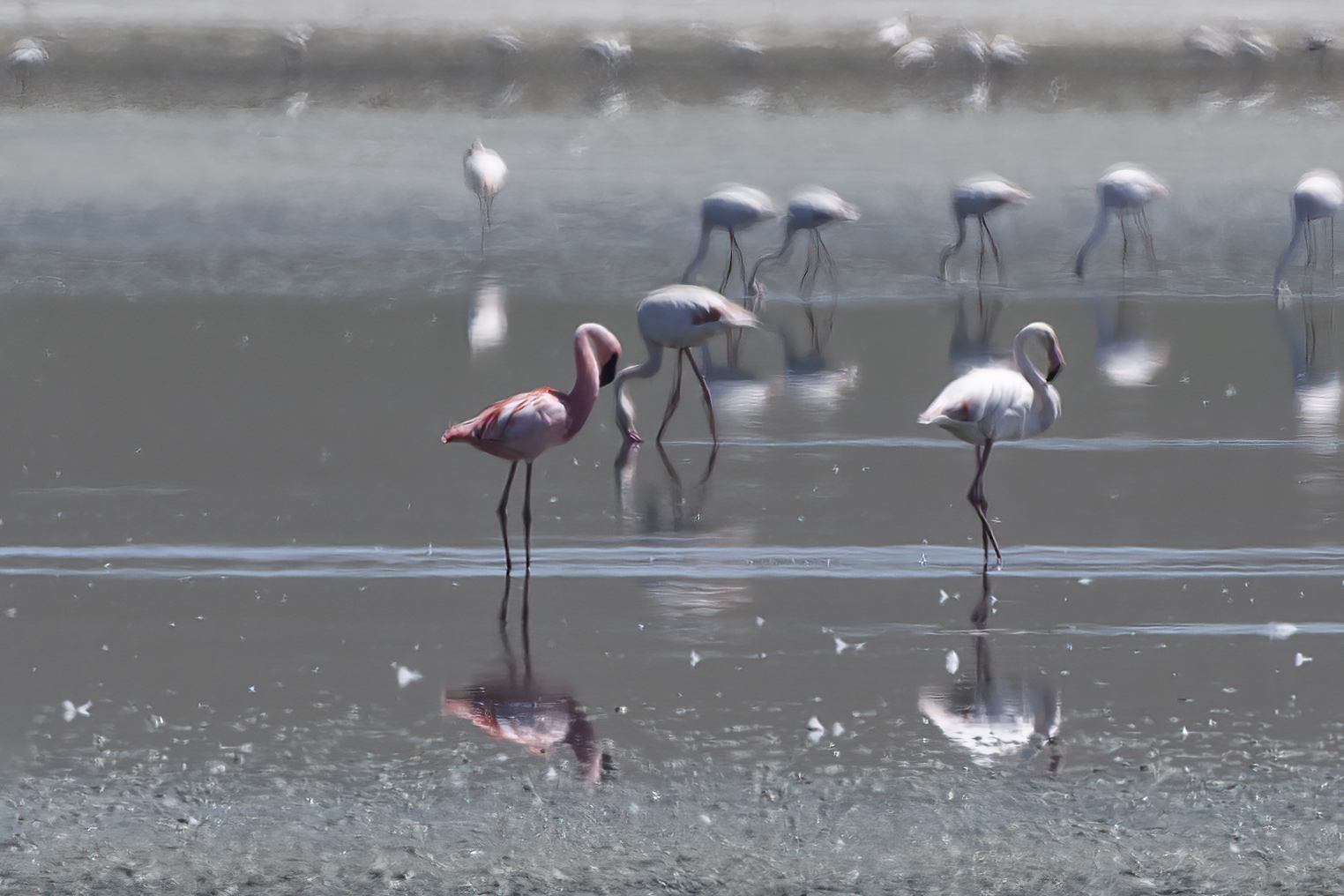 Lesser Flamingo