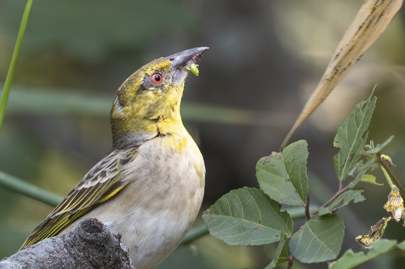 Abbott's Starling — Ana fotoğraf