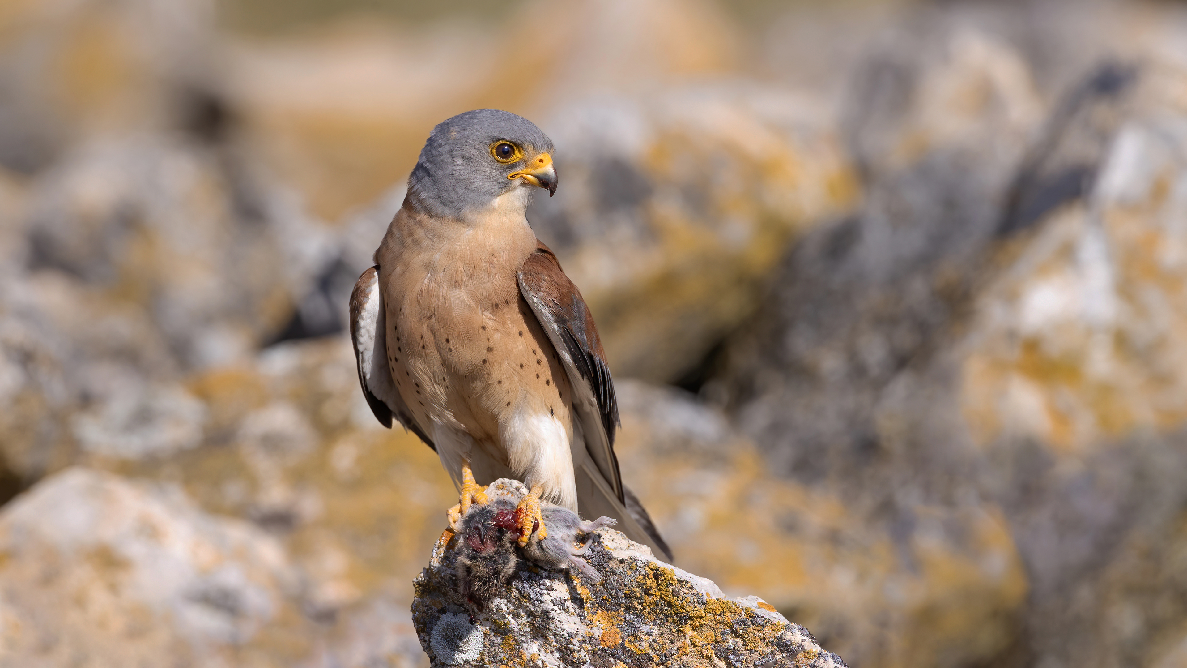 Lesser Kestrel