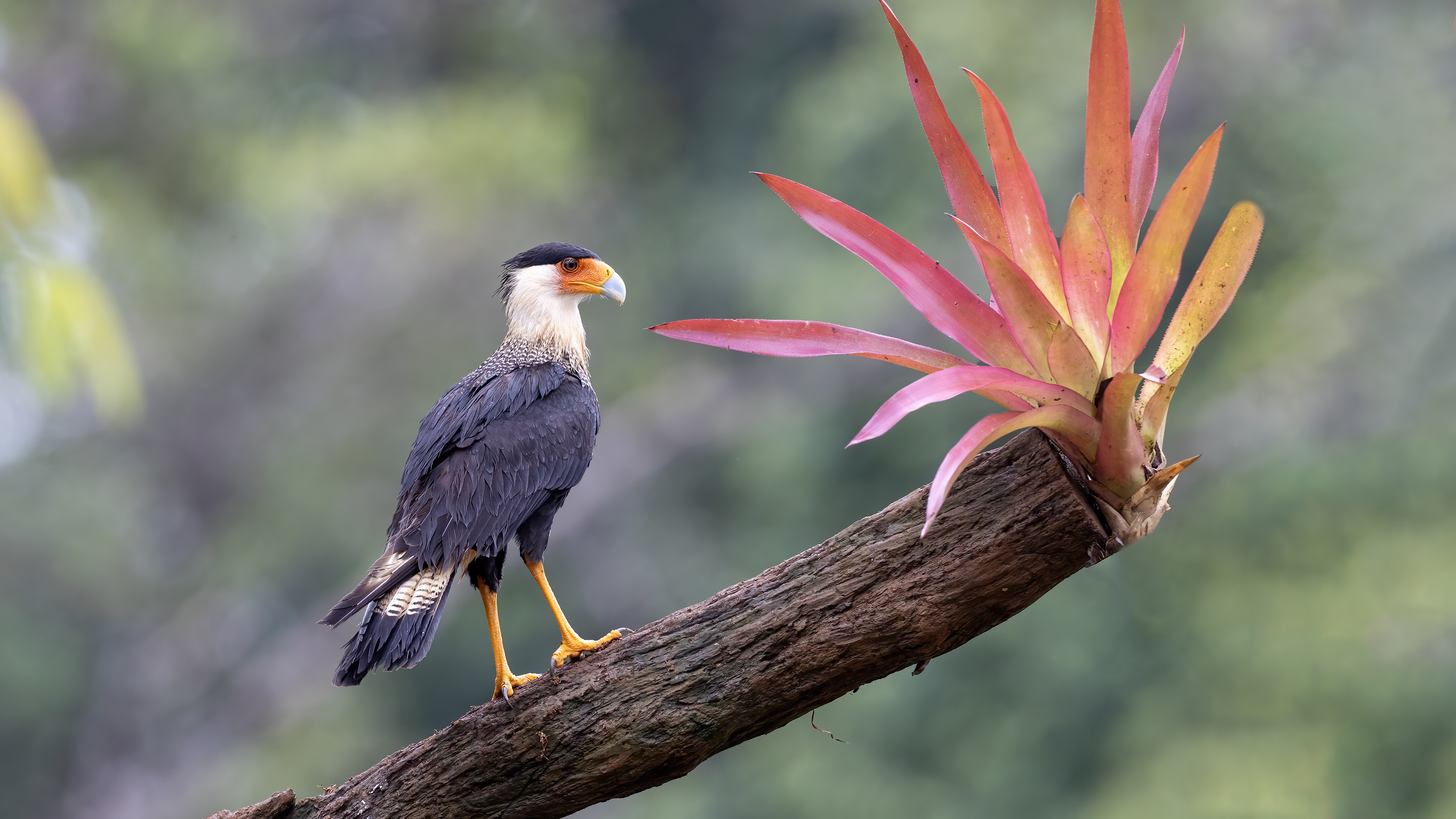 Crested Caracara
