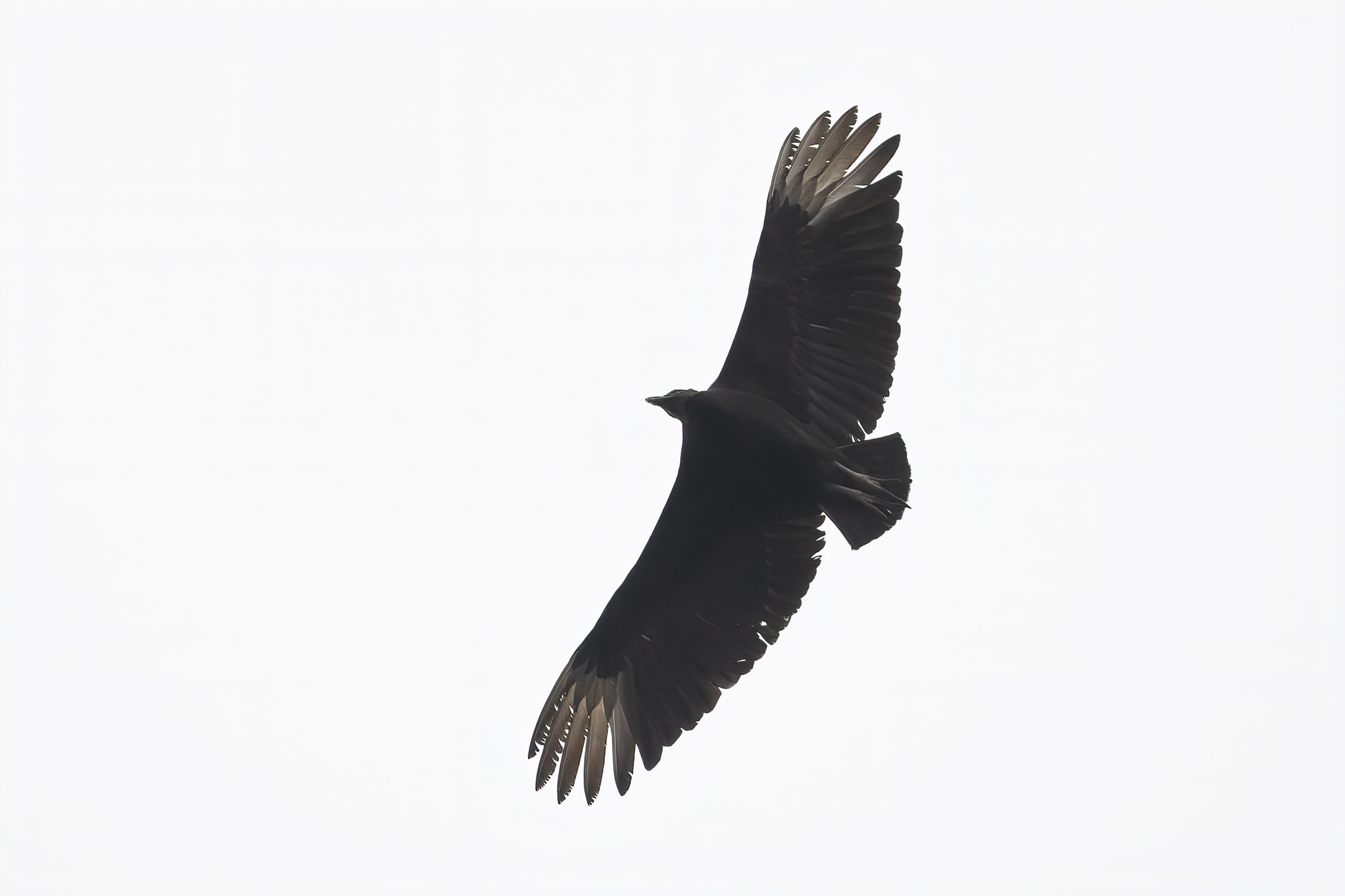 Black Vulture
