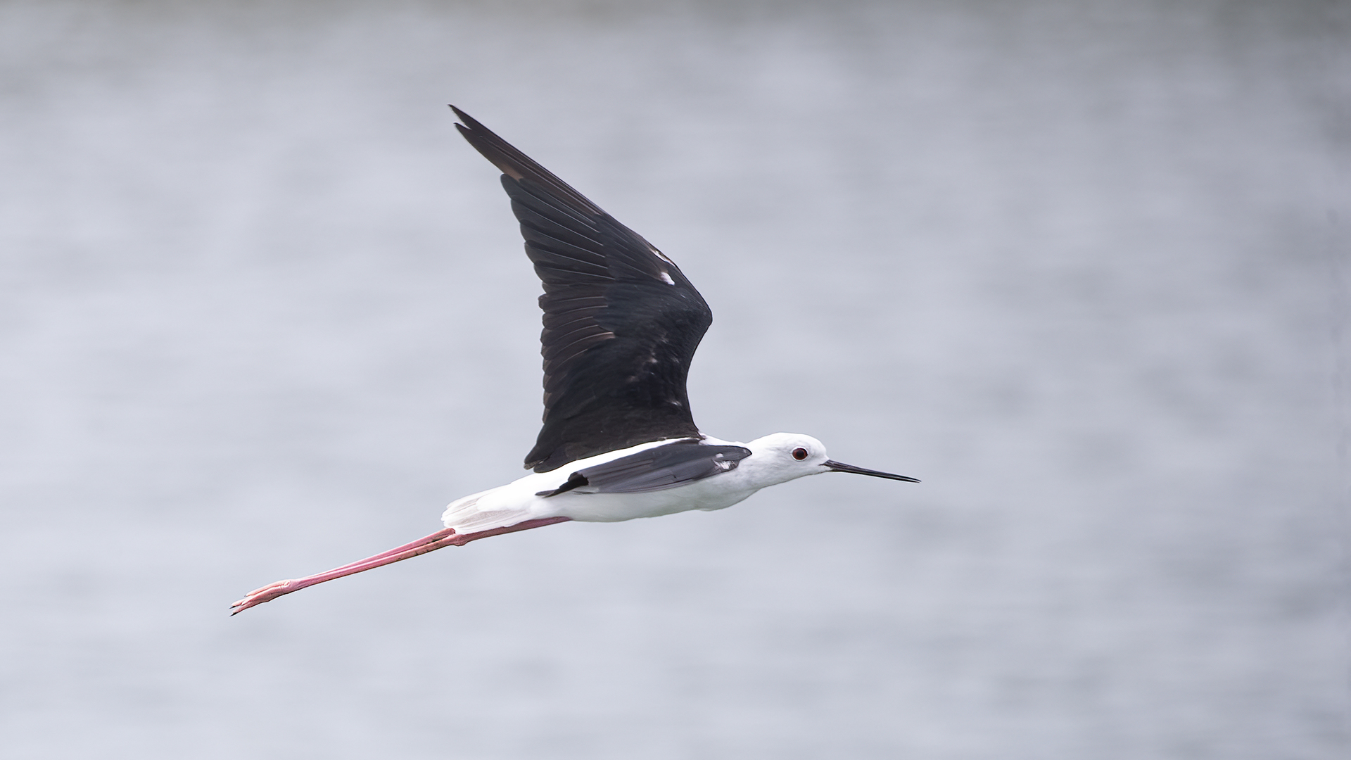 Black-winged Stilt