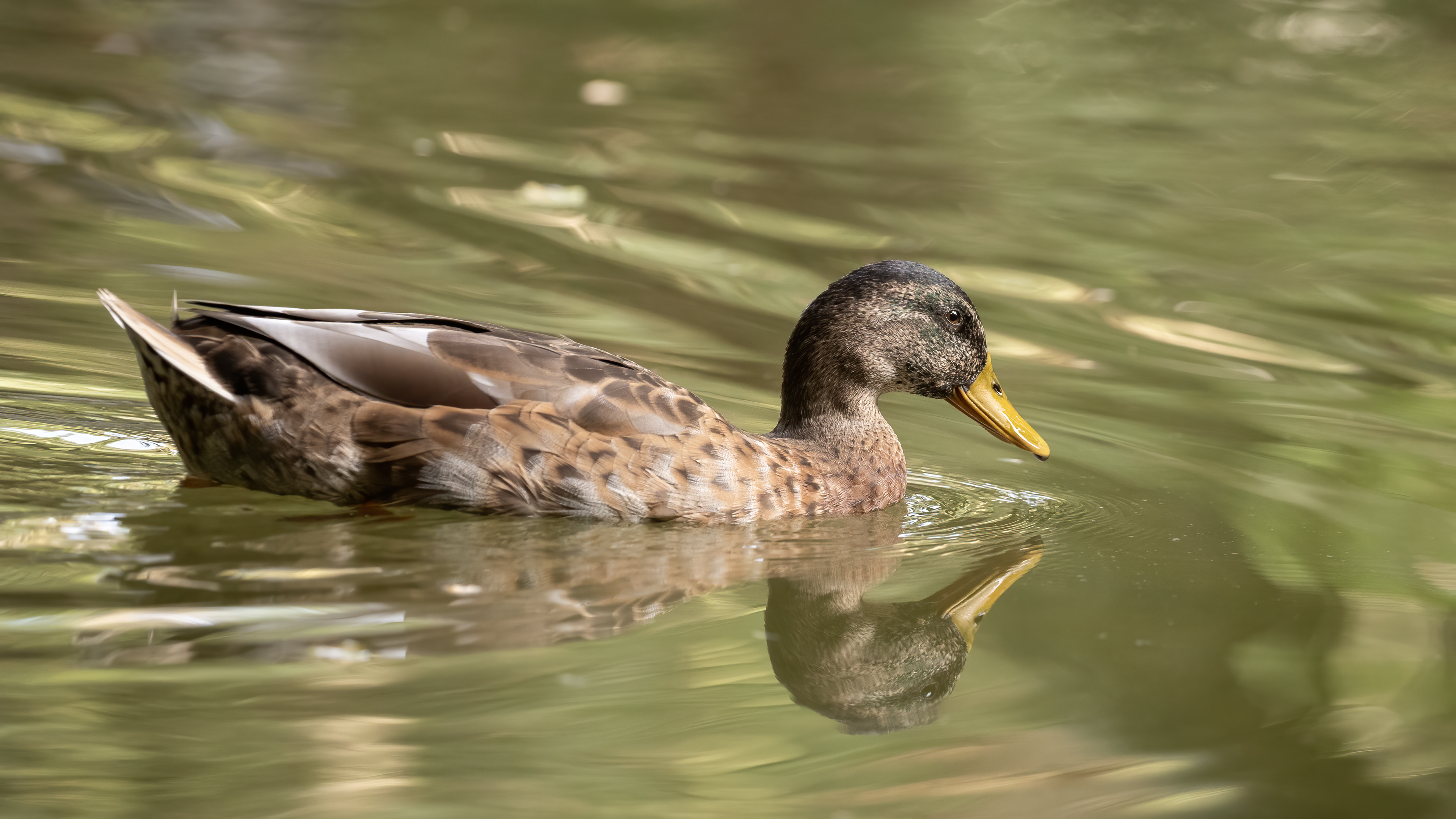 Mallard