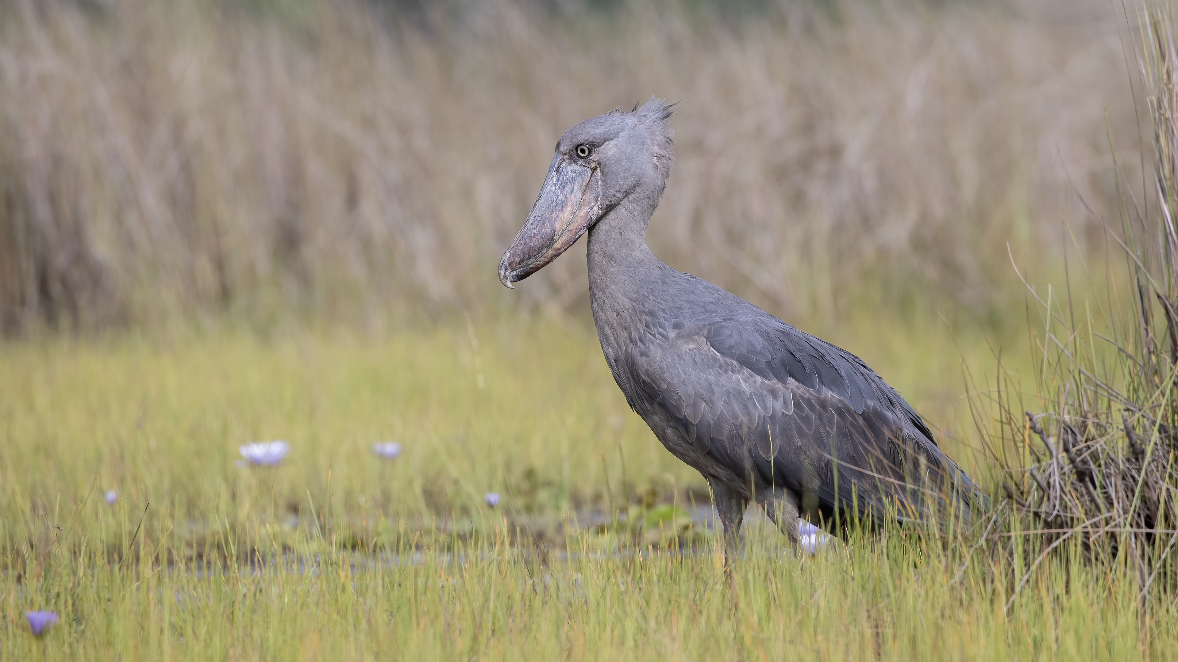 Shoebill — Ana fotoğraf
