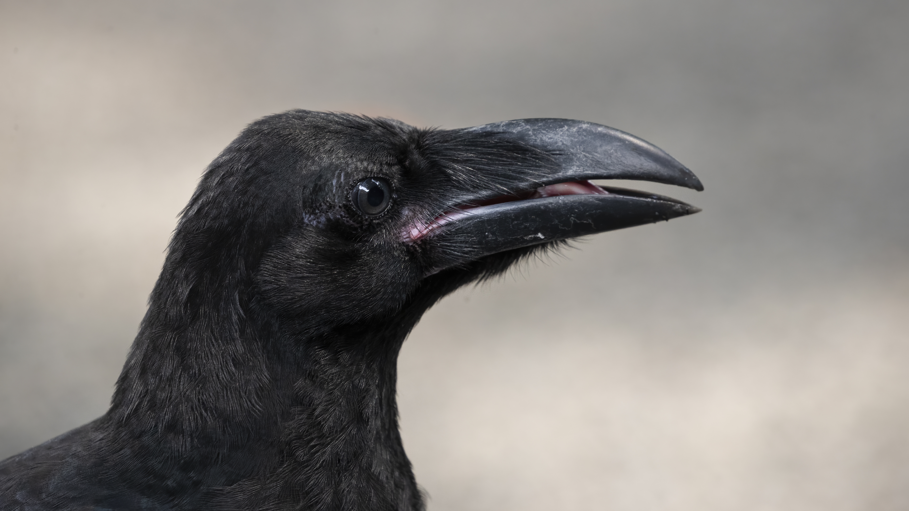 Common Raven