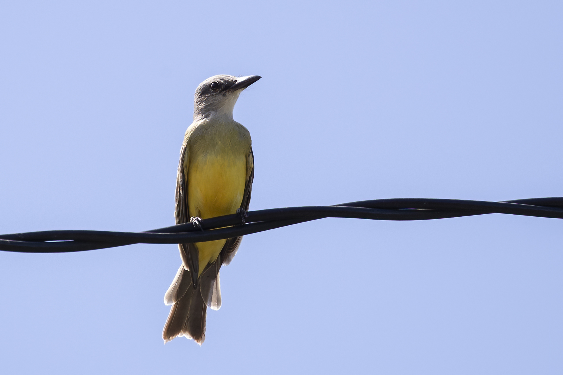 Acadian Flycatcher — Ana fotoğraf