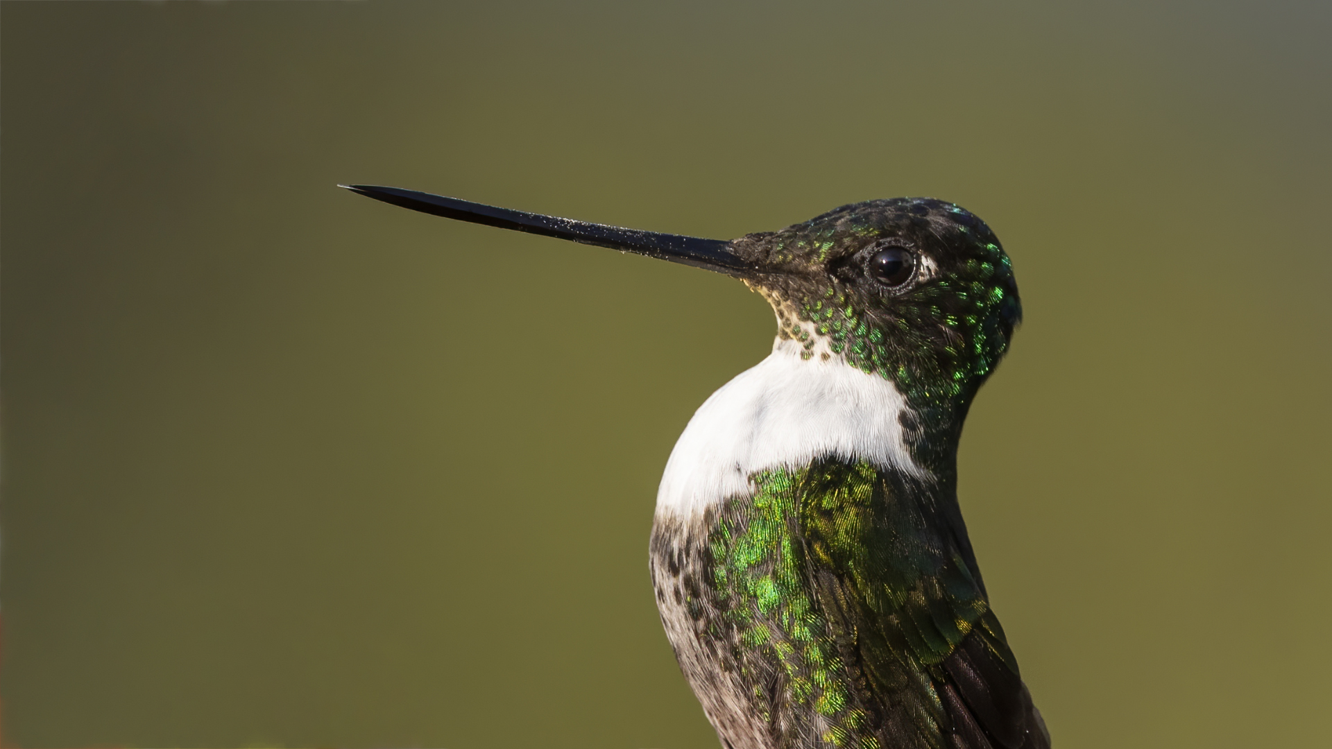 Collared Inca