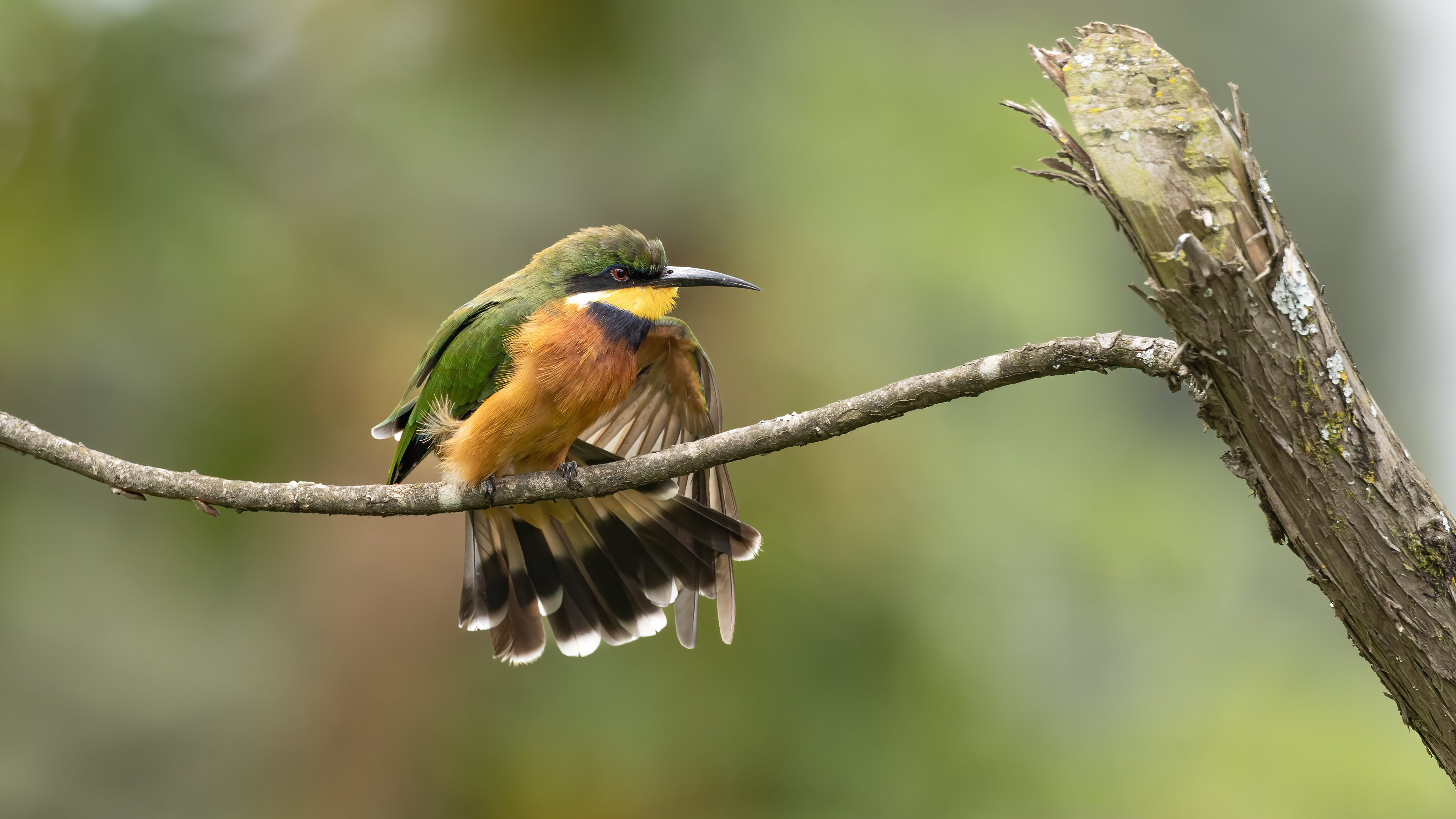 Cinnamon-chested Bee-eater