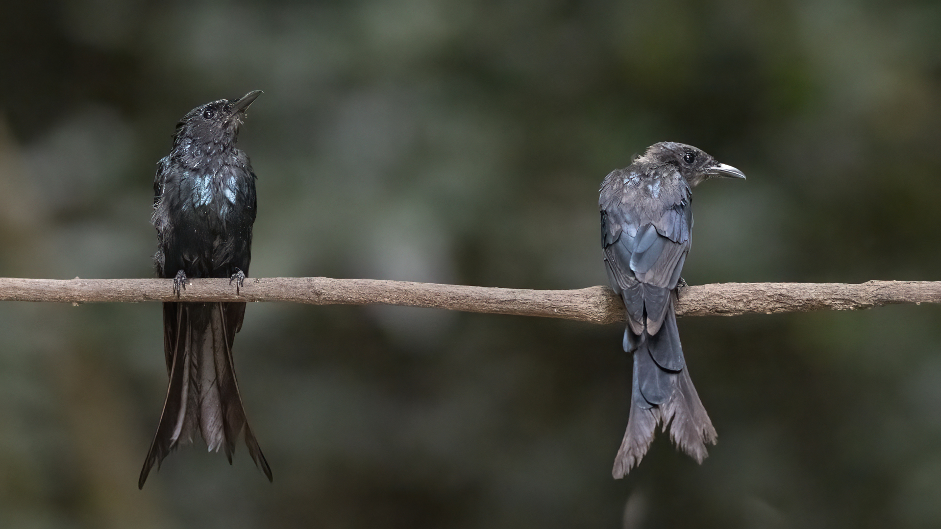 Black Drongo