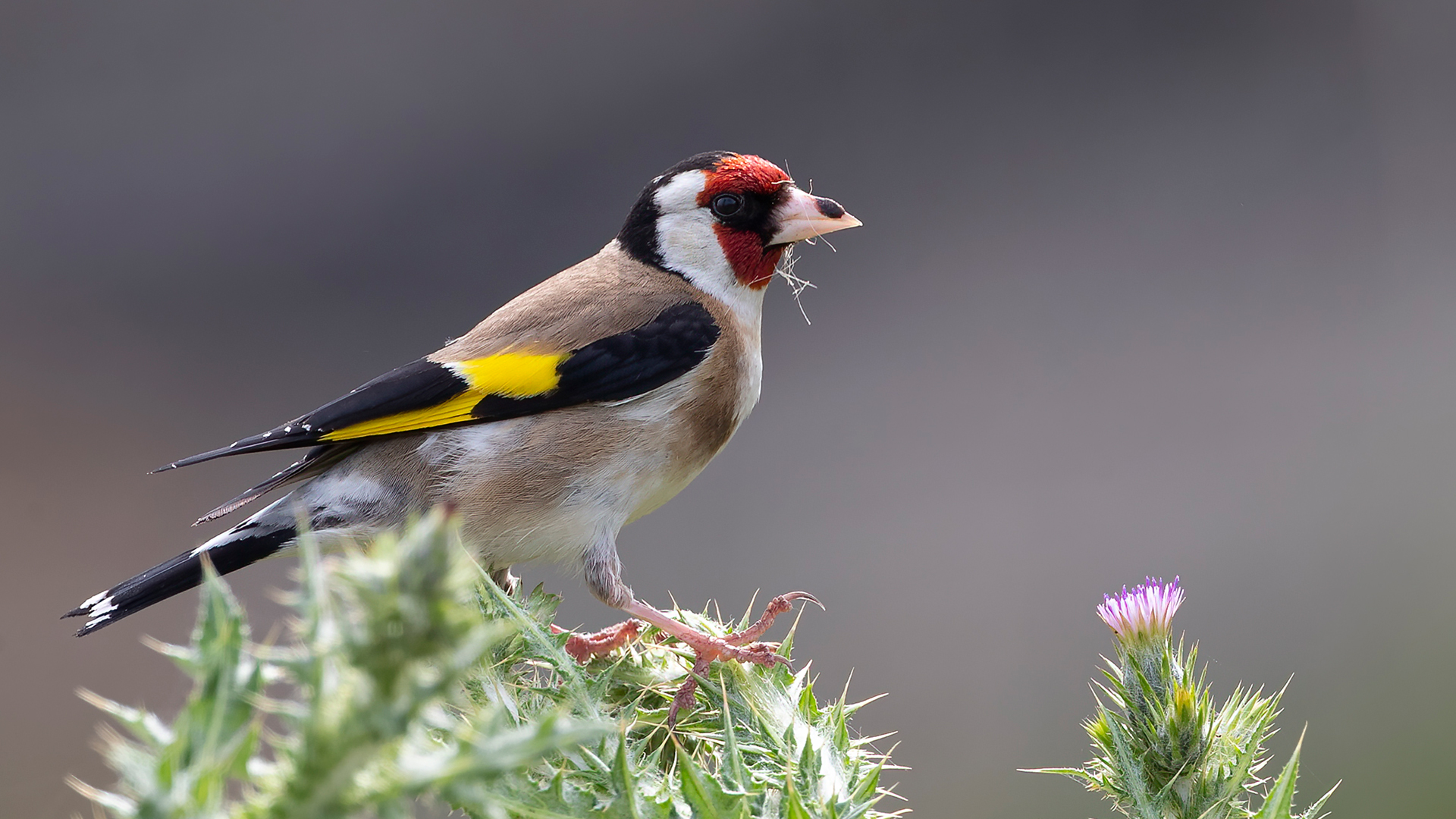 European Goldfinch