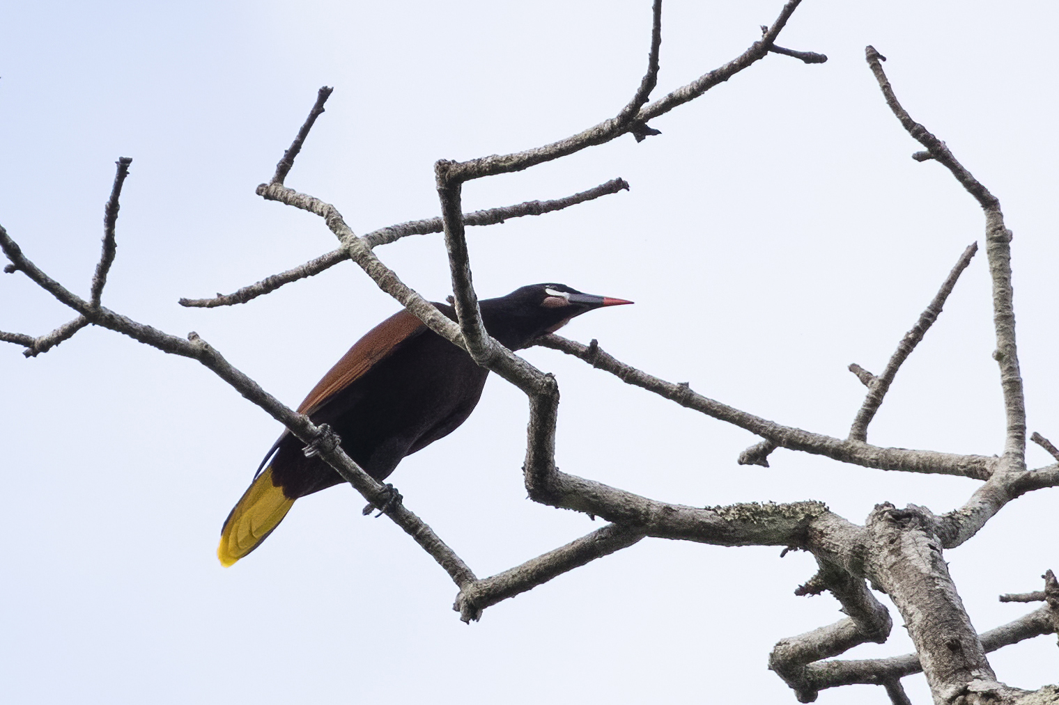 Montezuma Oropendola