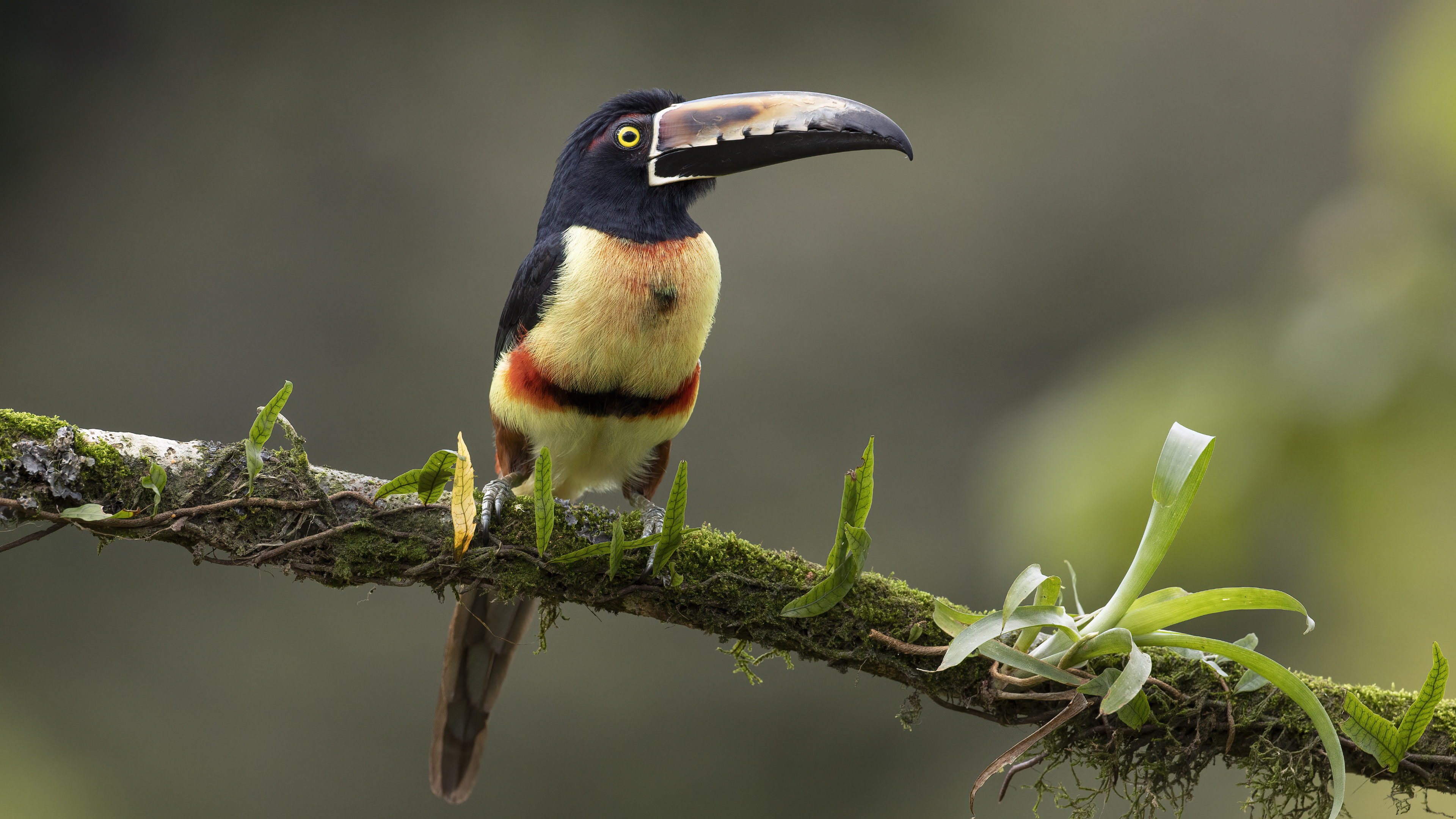 Collared Aracari