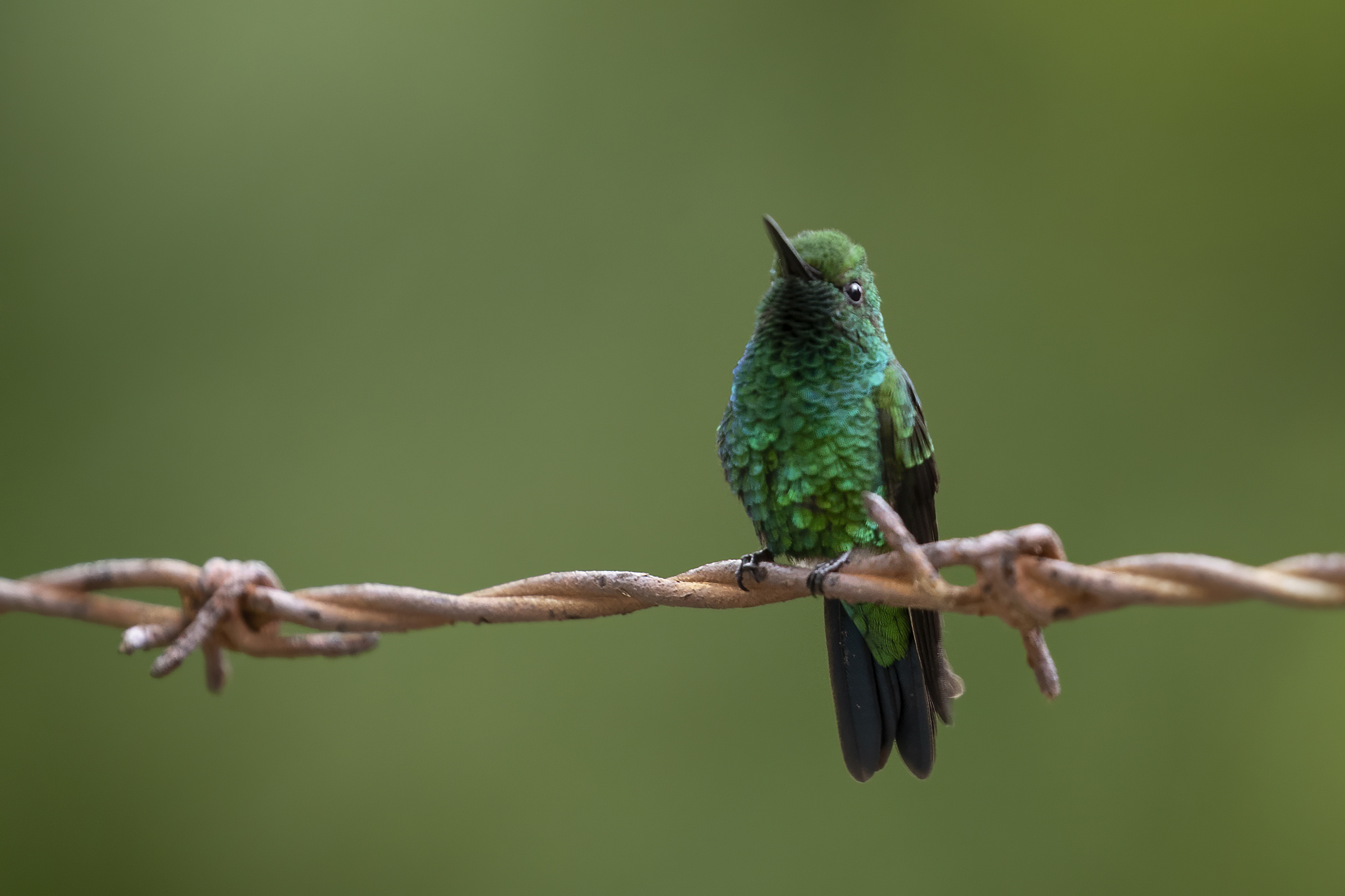 Shining Honeycreeper — Ana fotoğraf