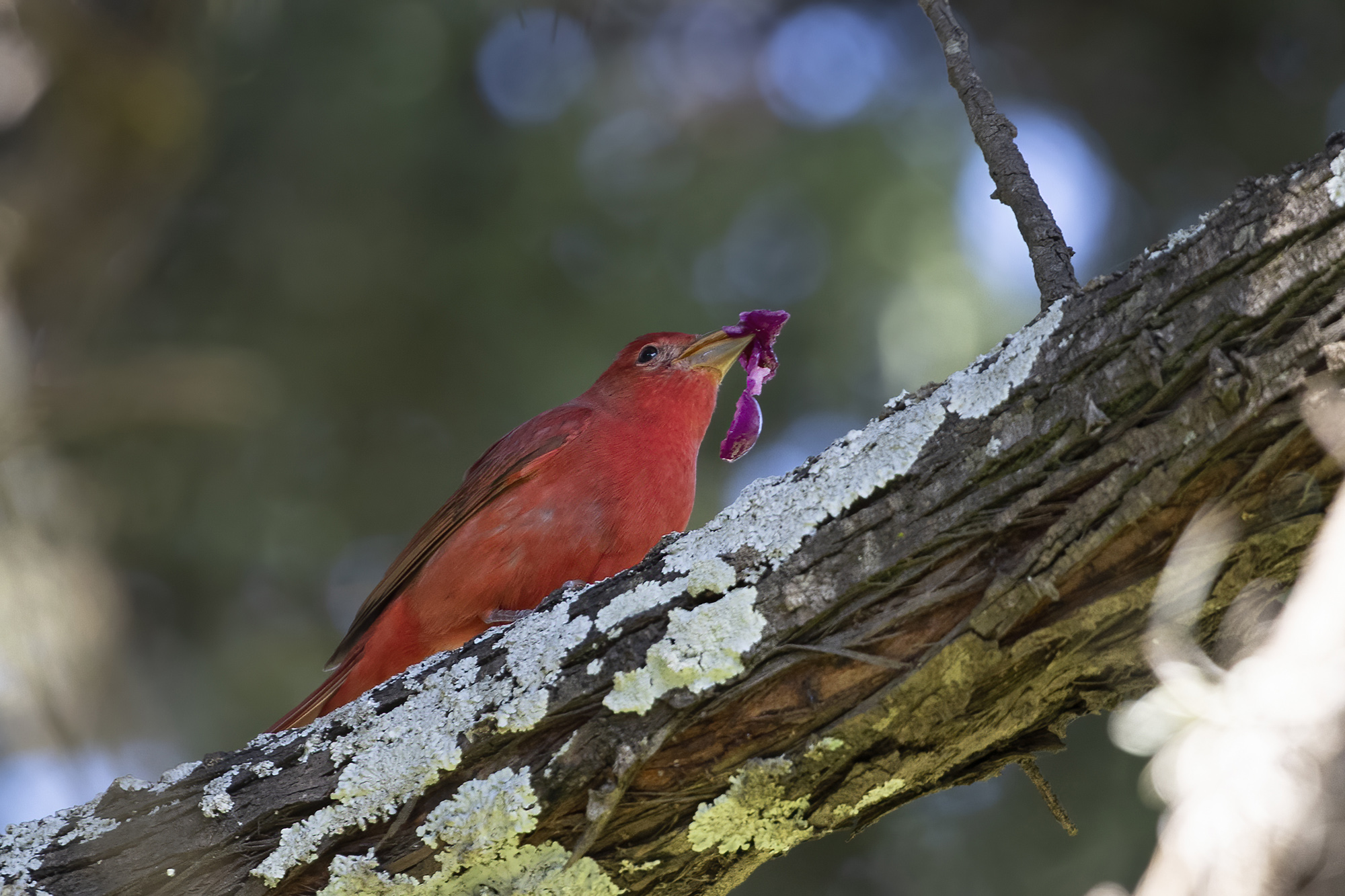 Summer Tanager