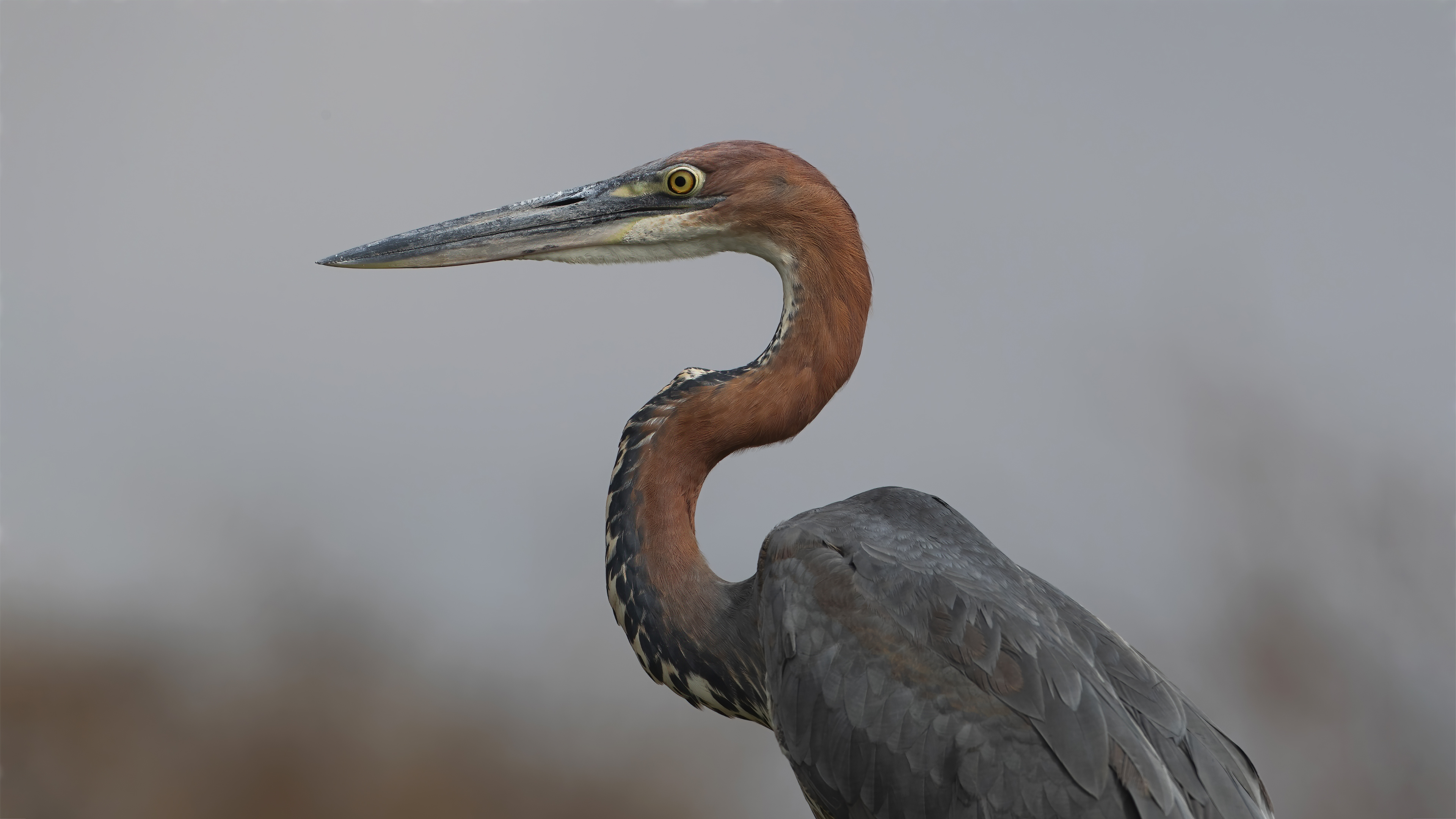 Goliath Heron