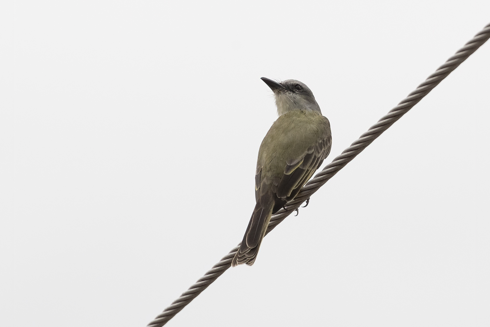 Tropical Kingbird
