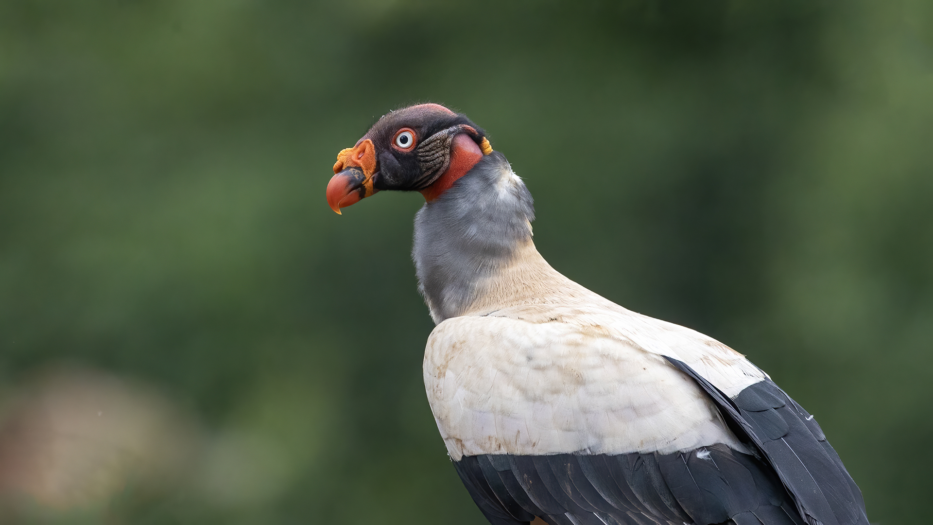 King Vulture