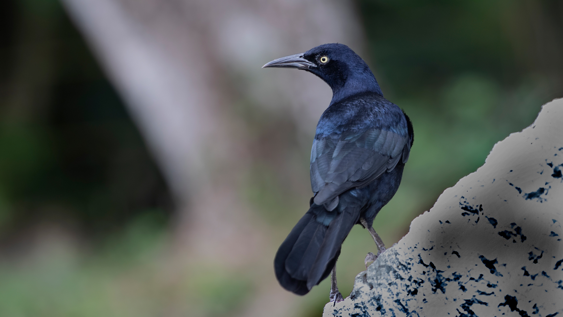 Great-tailed Grackle