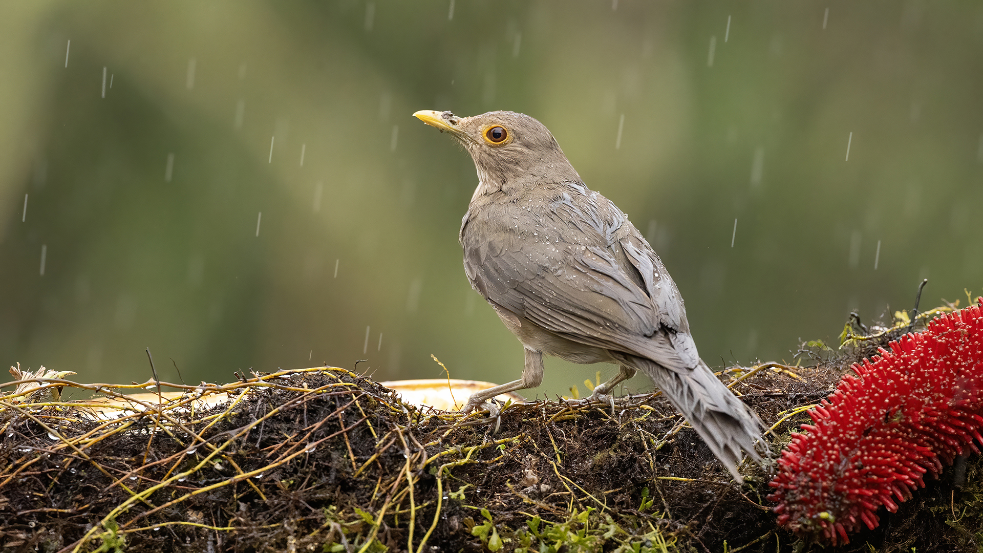 Ecuadorian Thrush