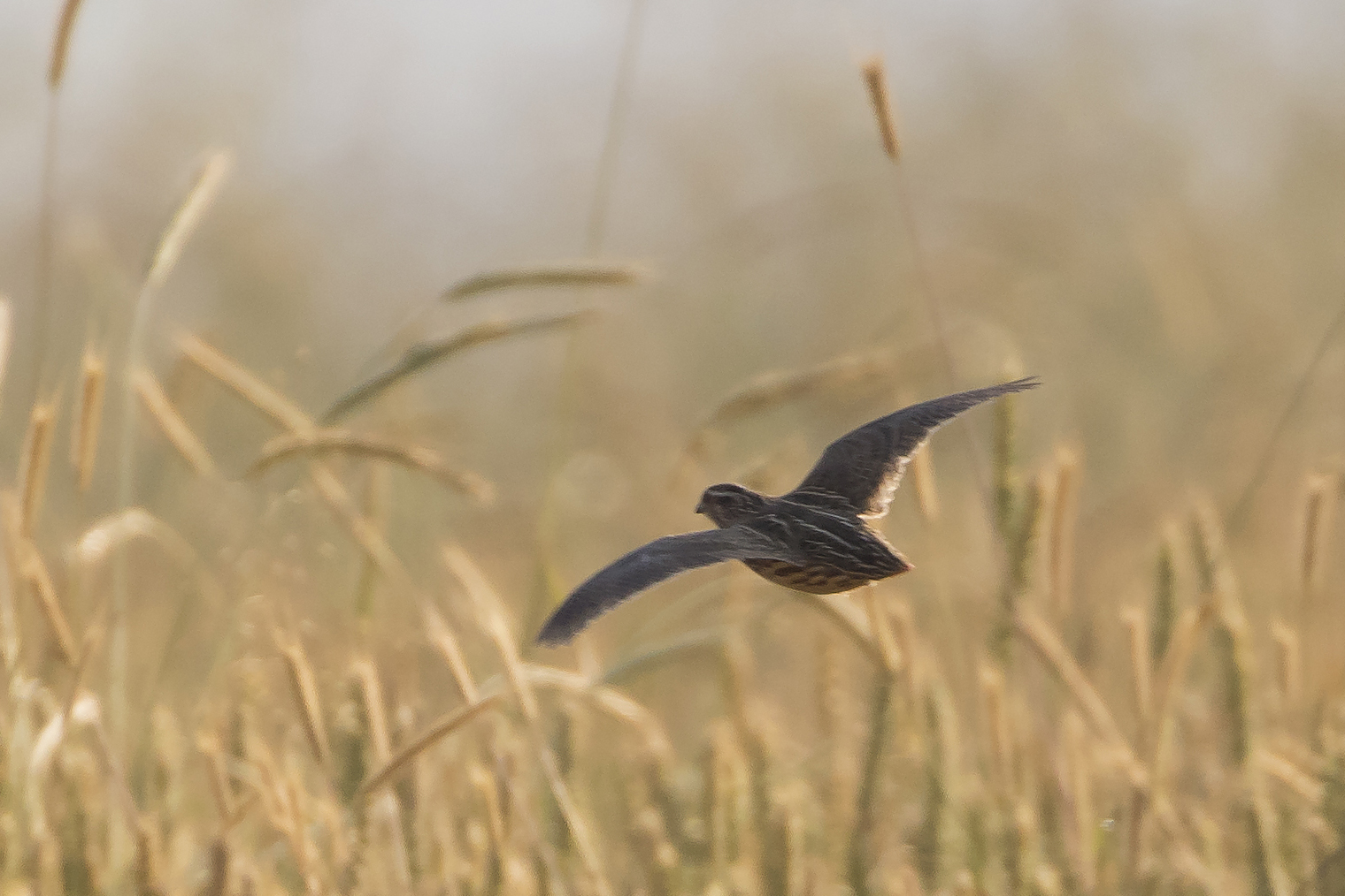 Common Quail