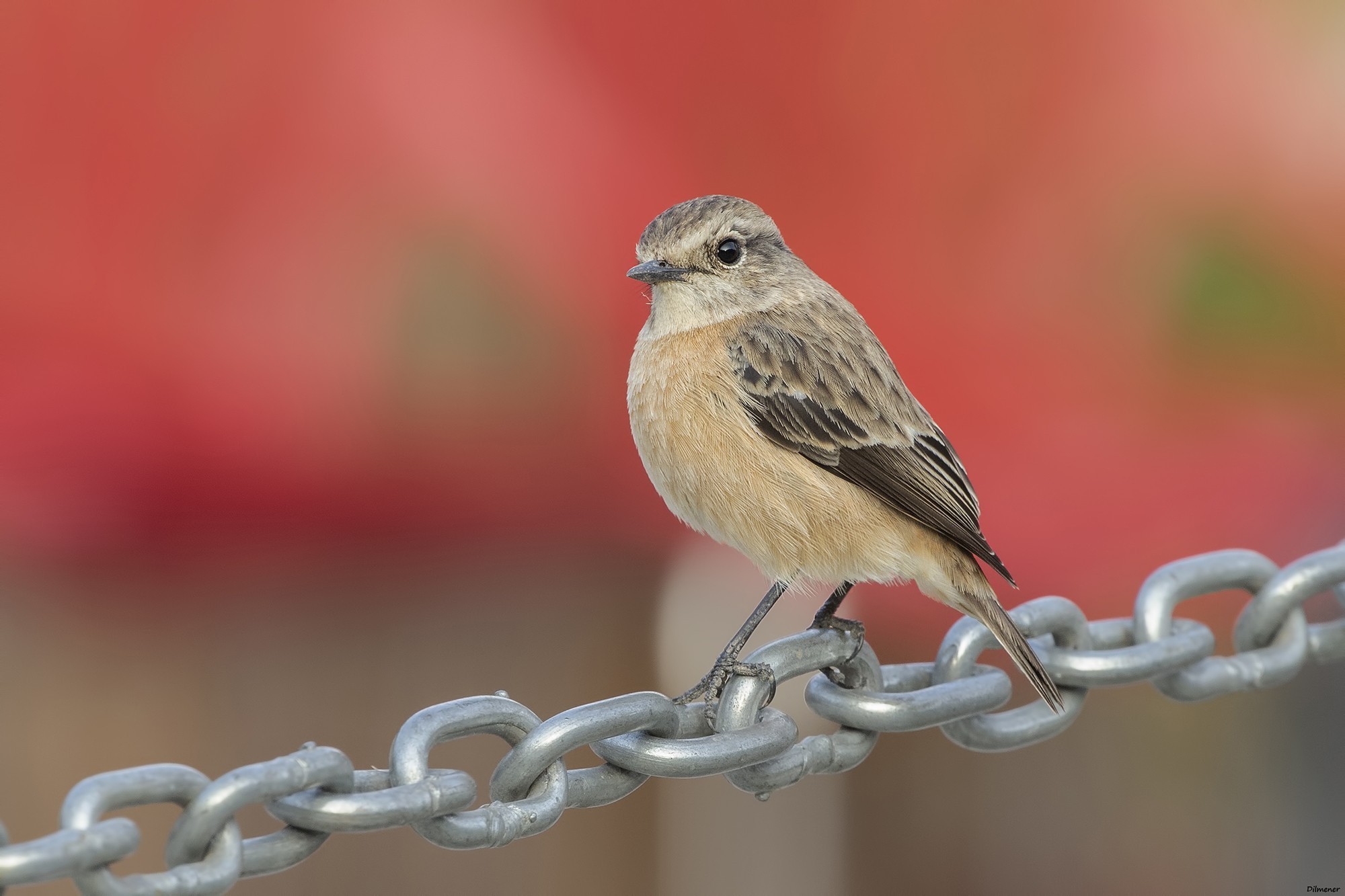 Abbott's Babbler