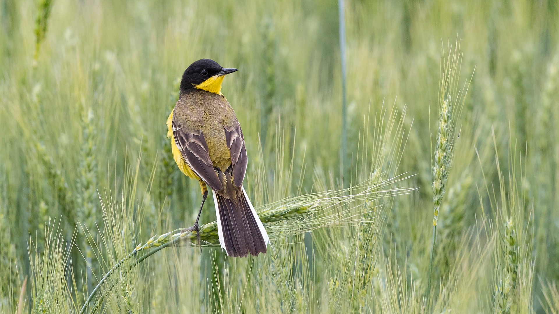 Western Yellow Wagtail