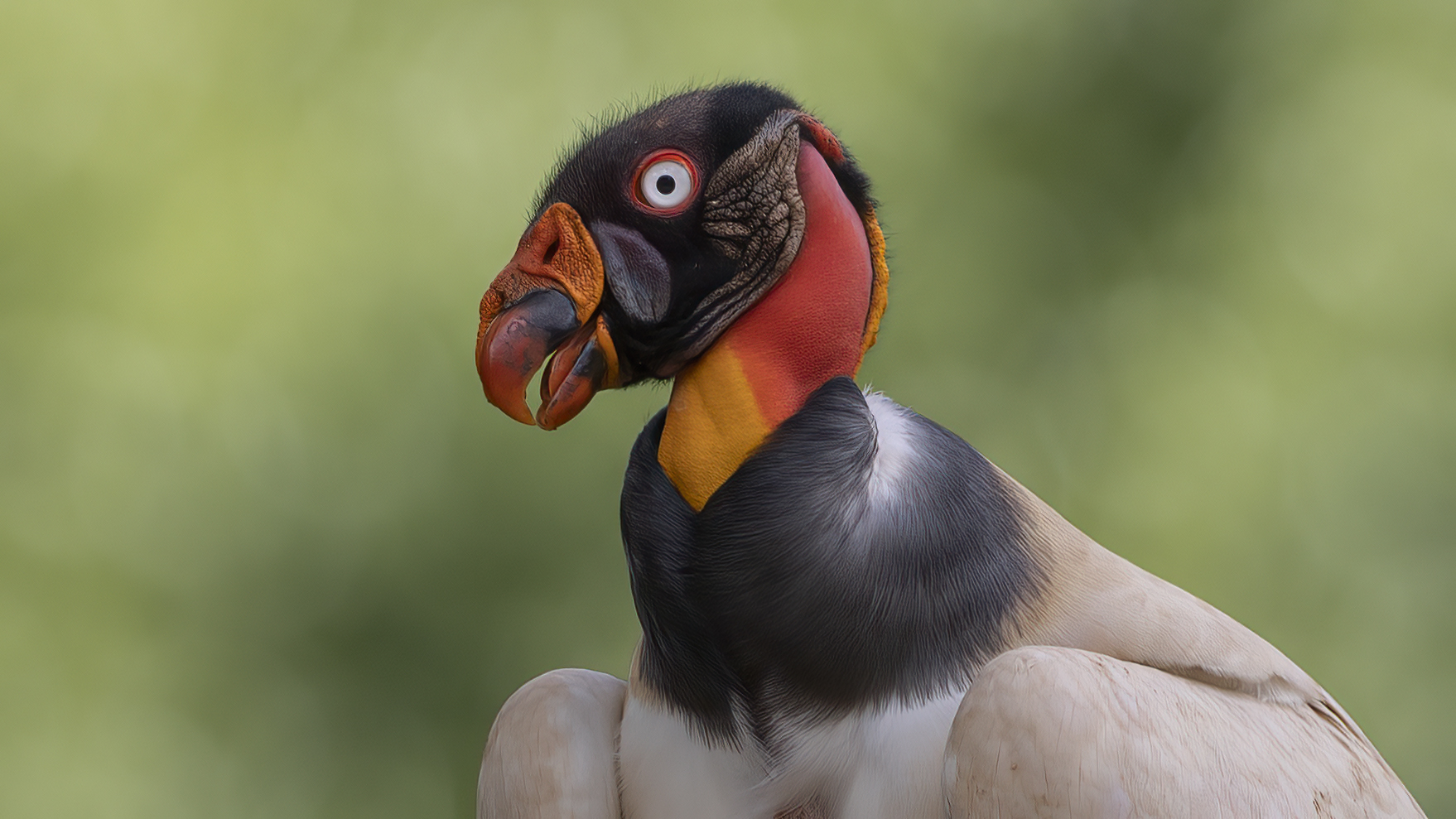 King Vulture — Ana fotoğraf