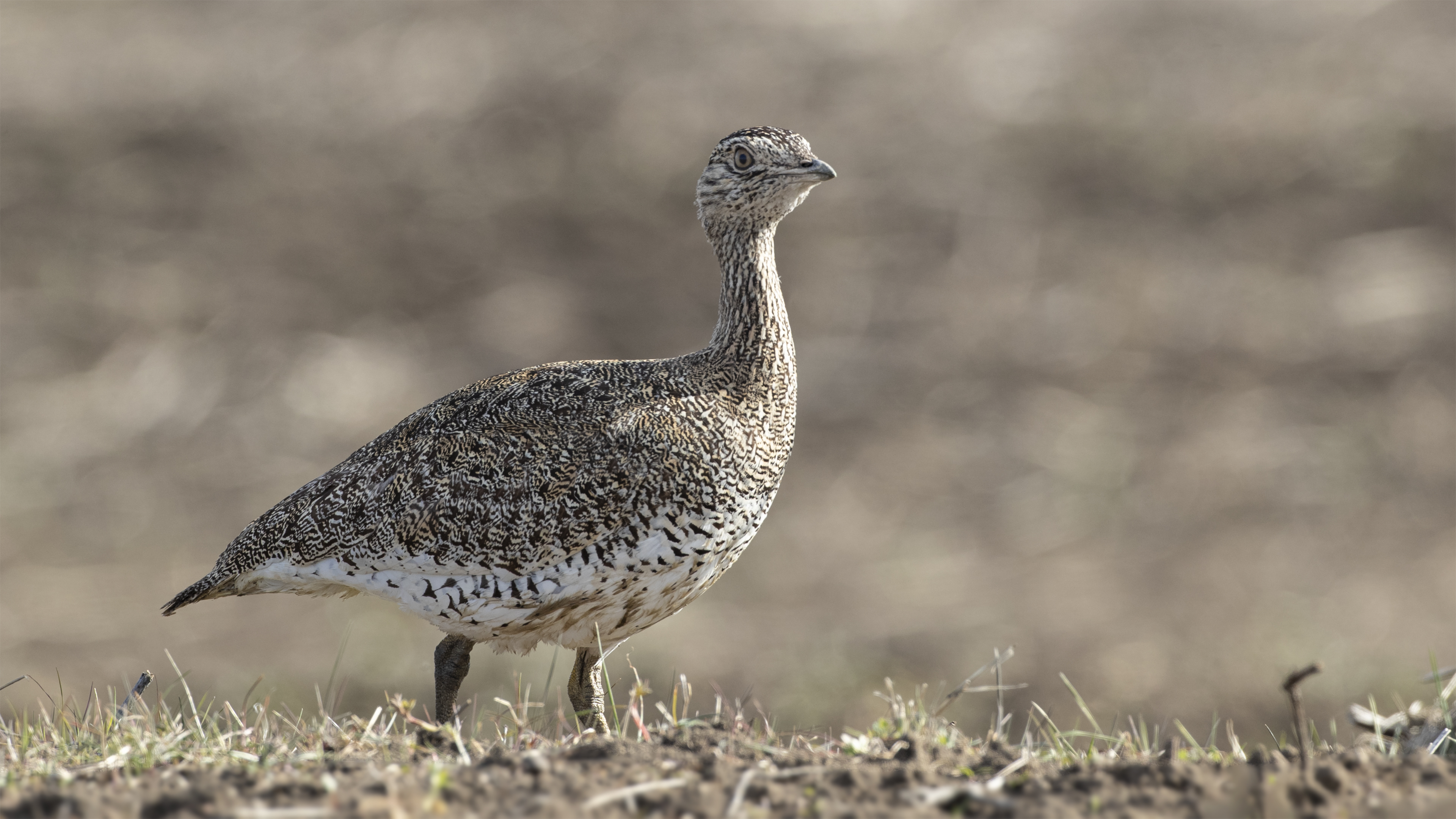 Little Bustard