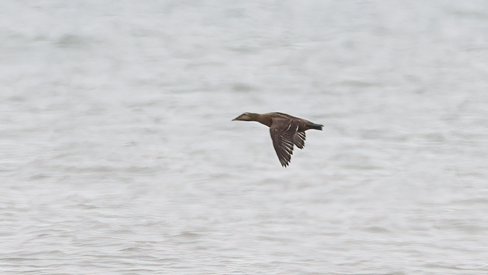 Common Eider