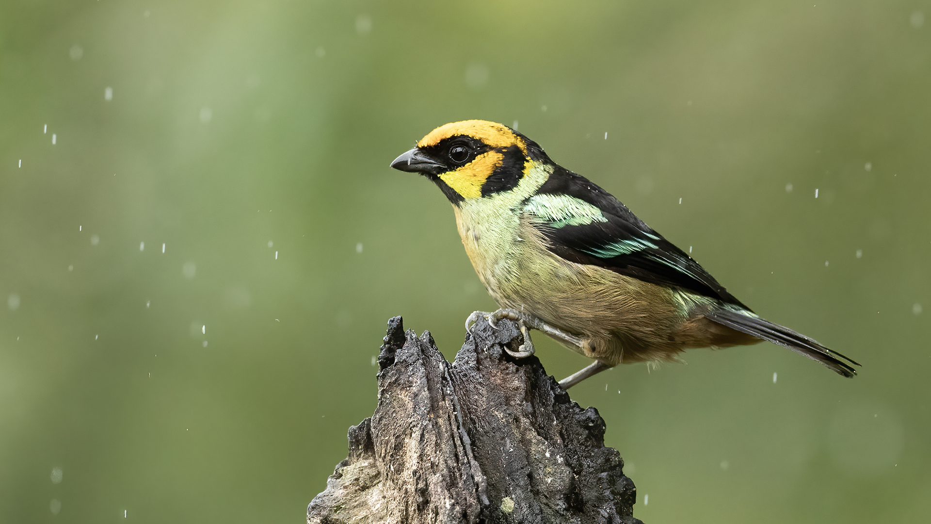 Flame-faced Tanager
