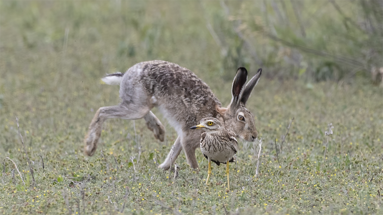 Eurasian Thick-knee