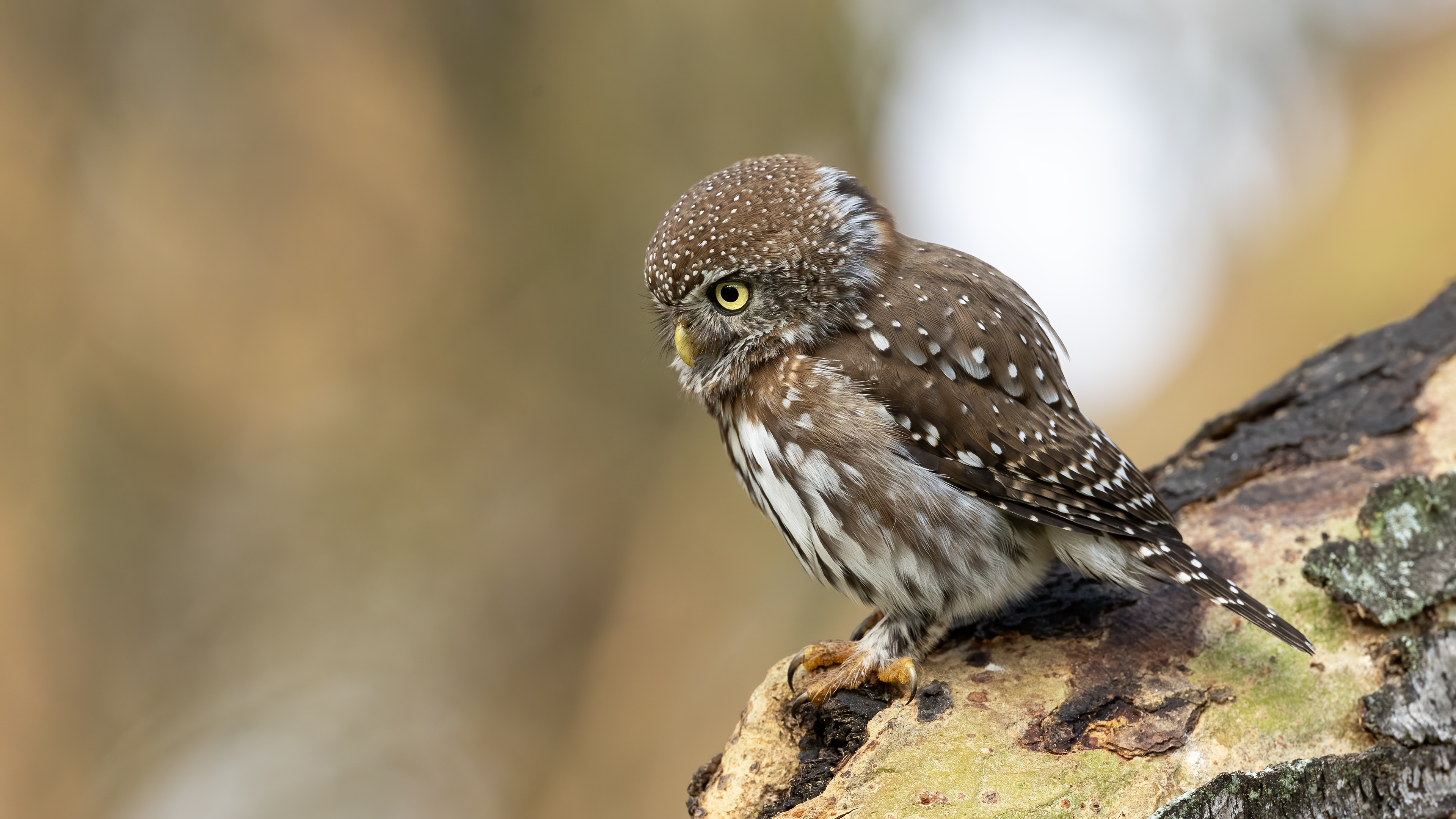 Pearl-spotted Owlet