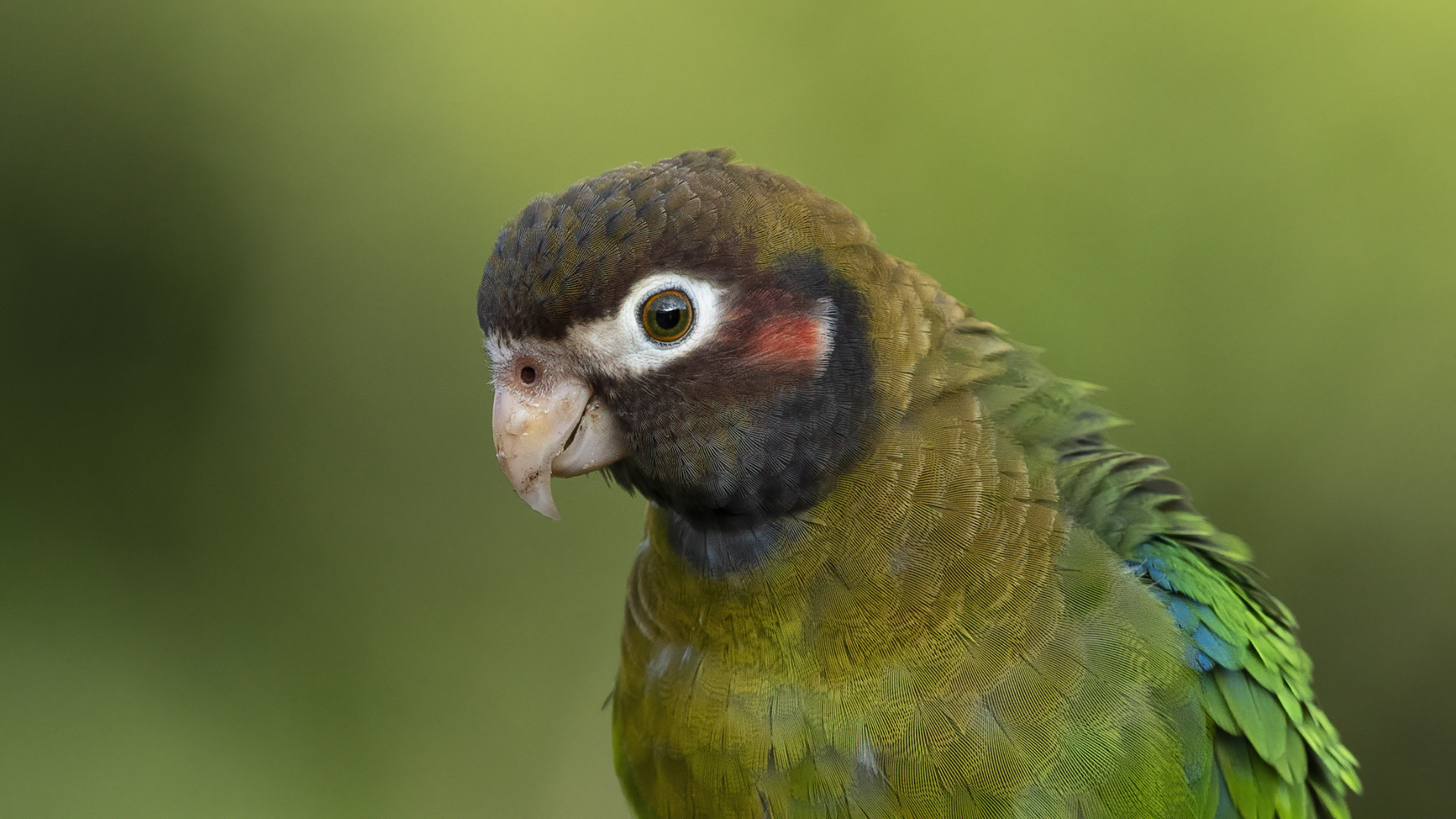 Brown-hooded Parrot