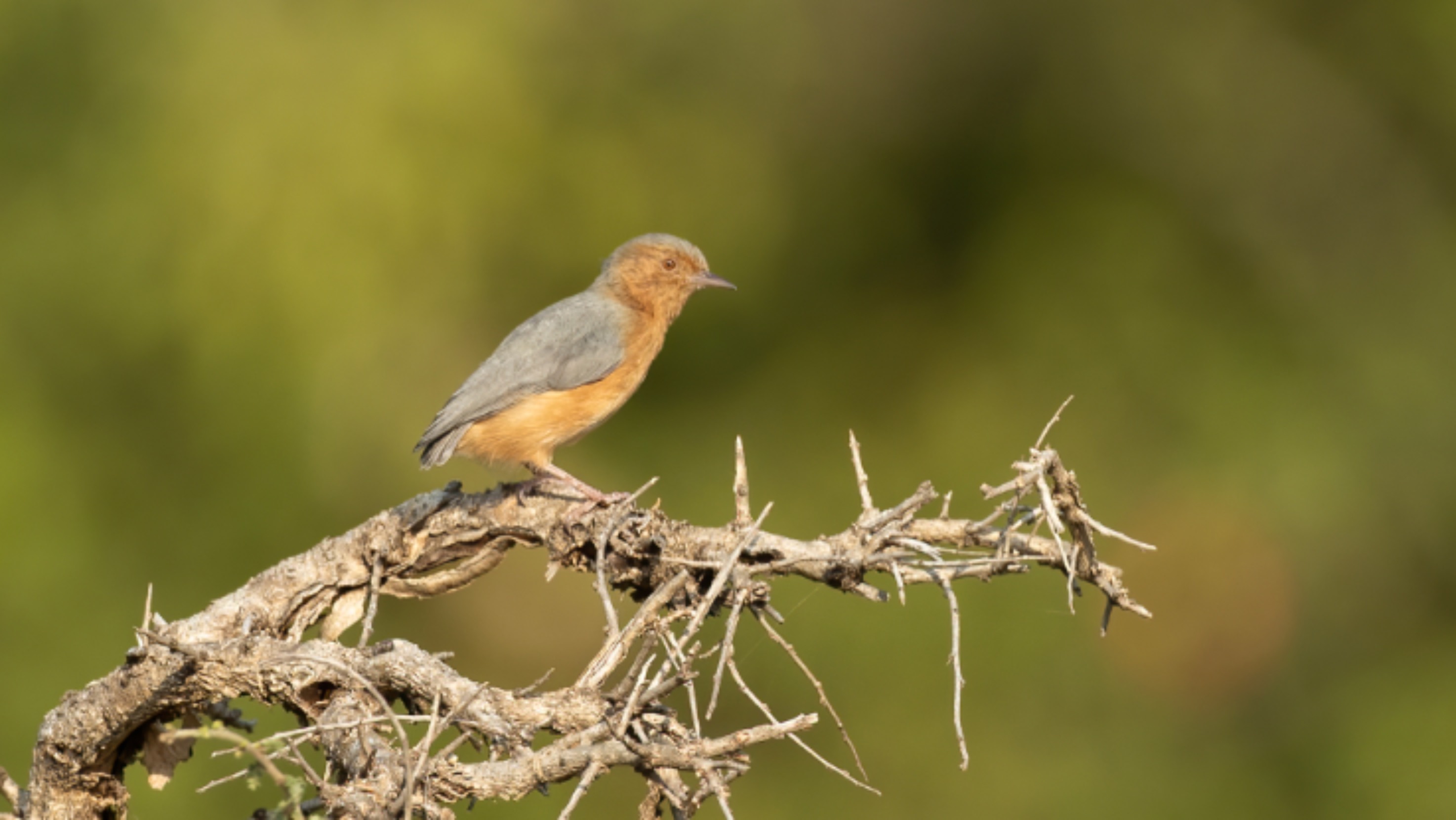 Red-faced Krombek — Ana fotoğraf