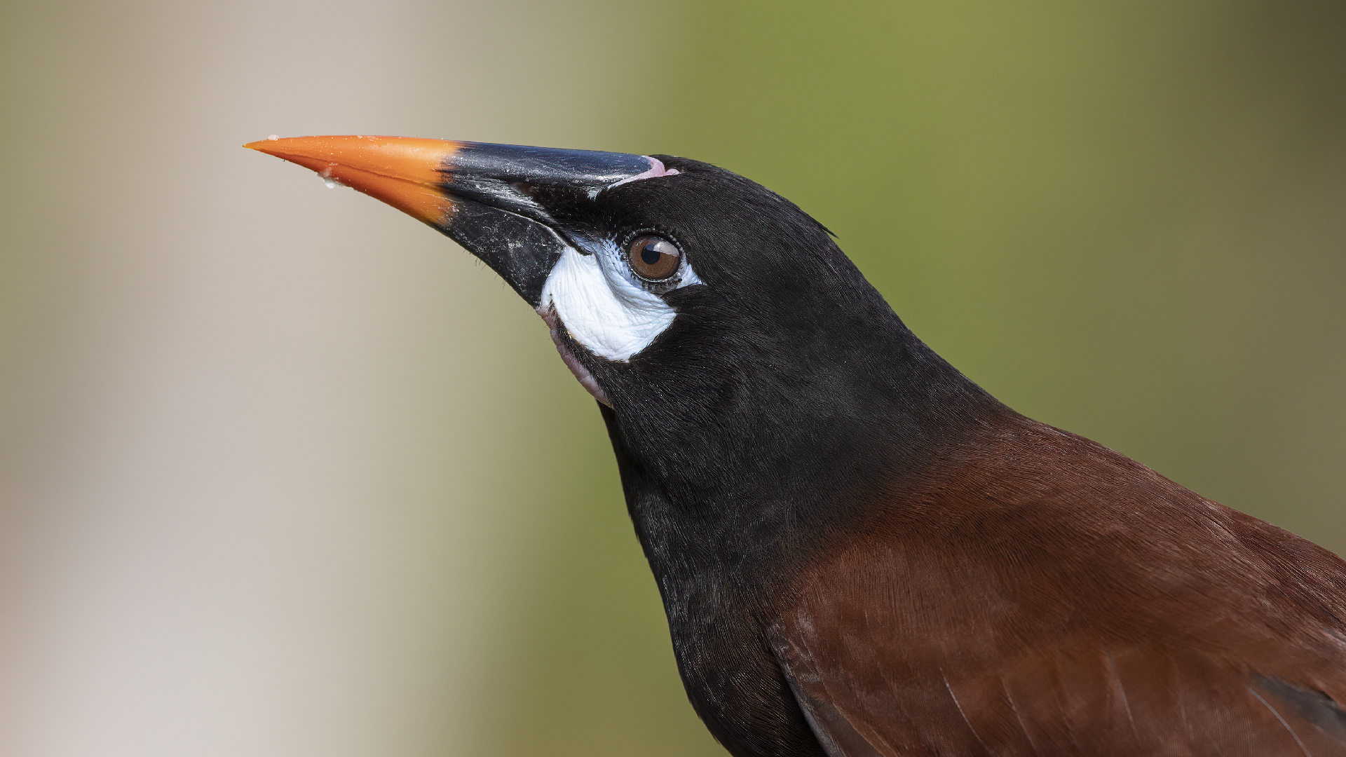 Montezuma Oropendola