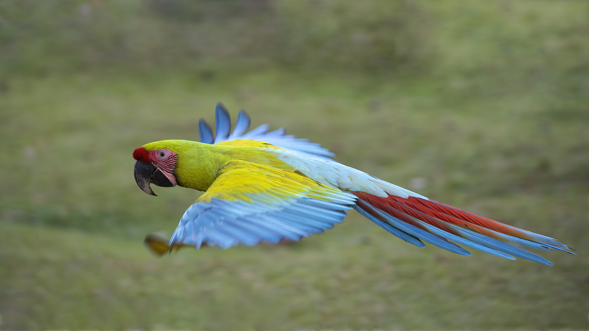 Great Green Macaw