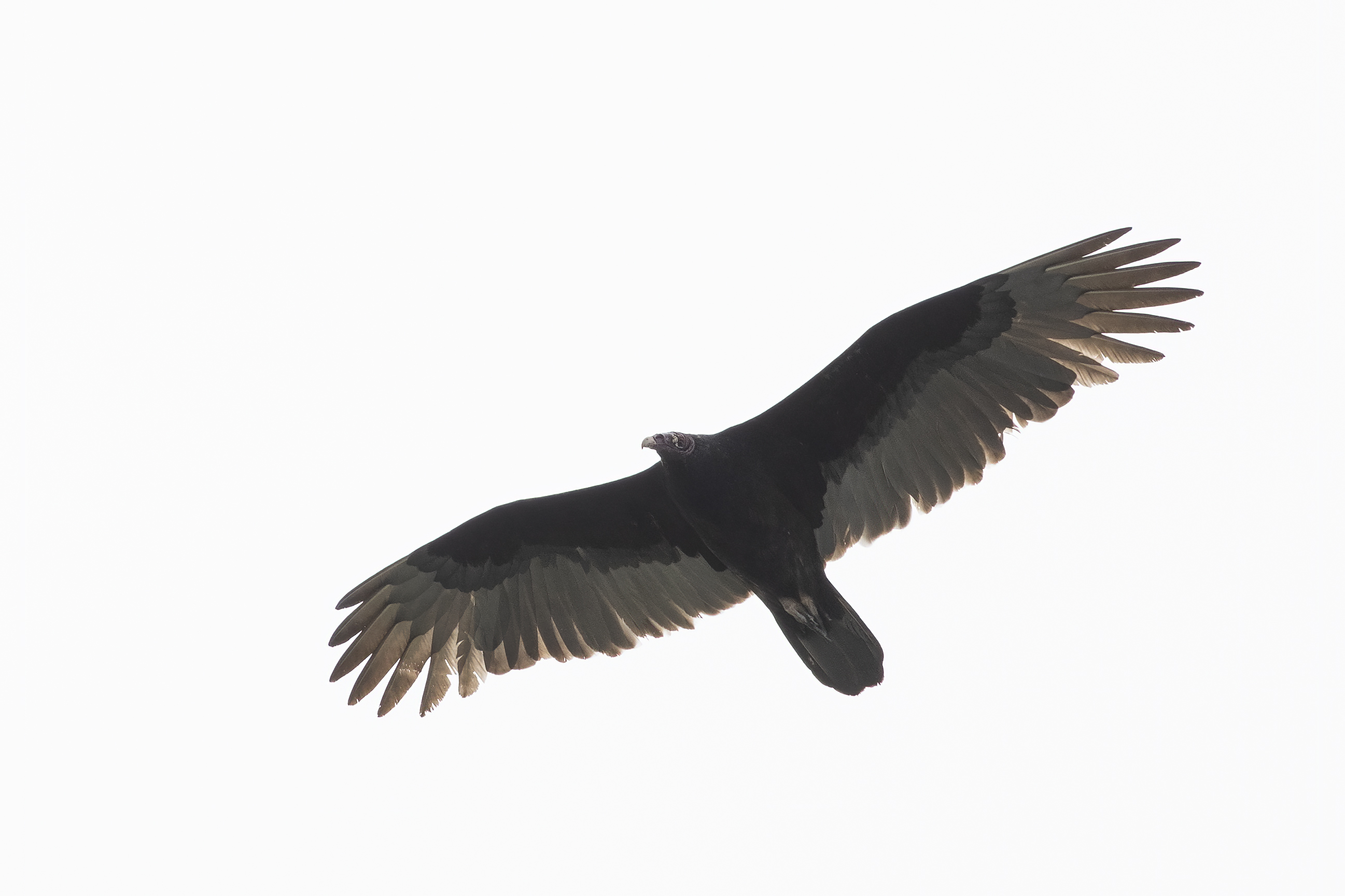Turkey Vulture