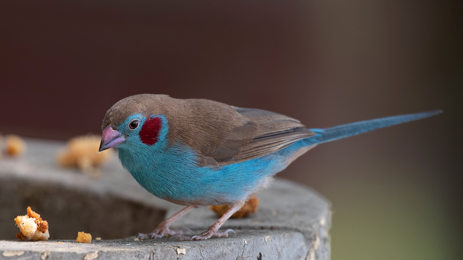 Red-cheeked Cordonbleu